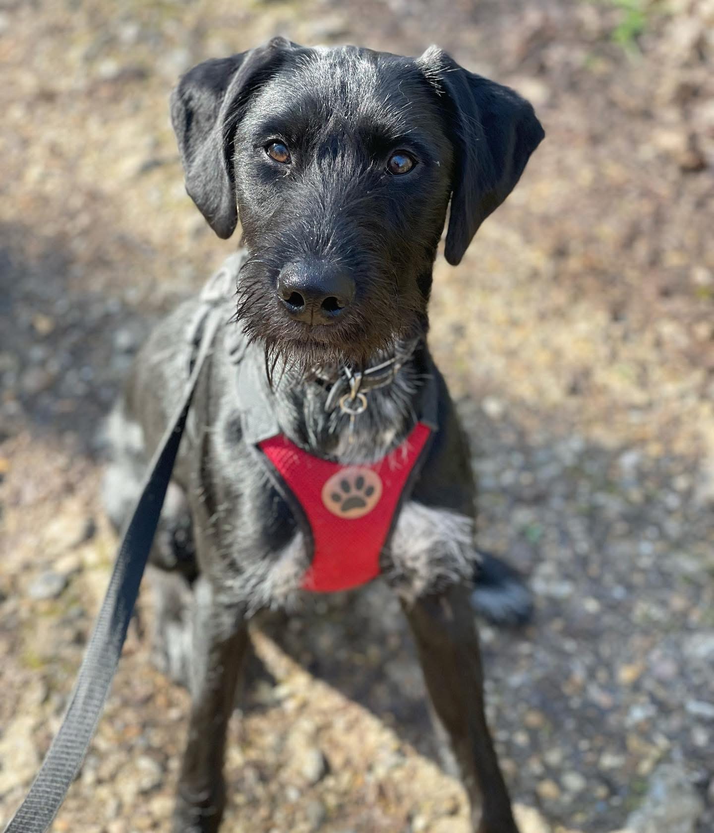 Dogs out with Wright's Dog Walking