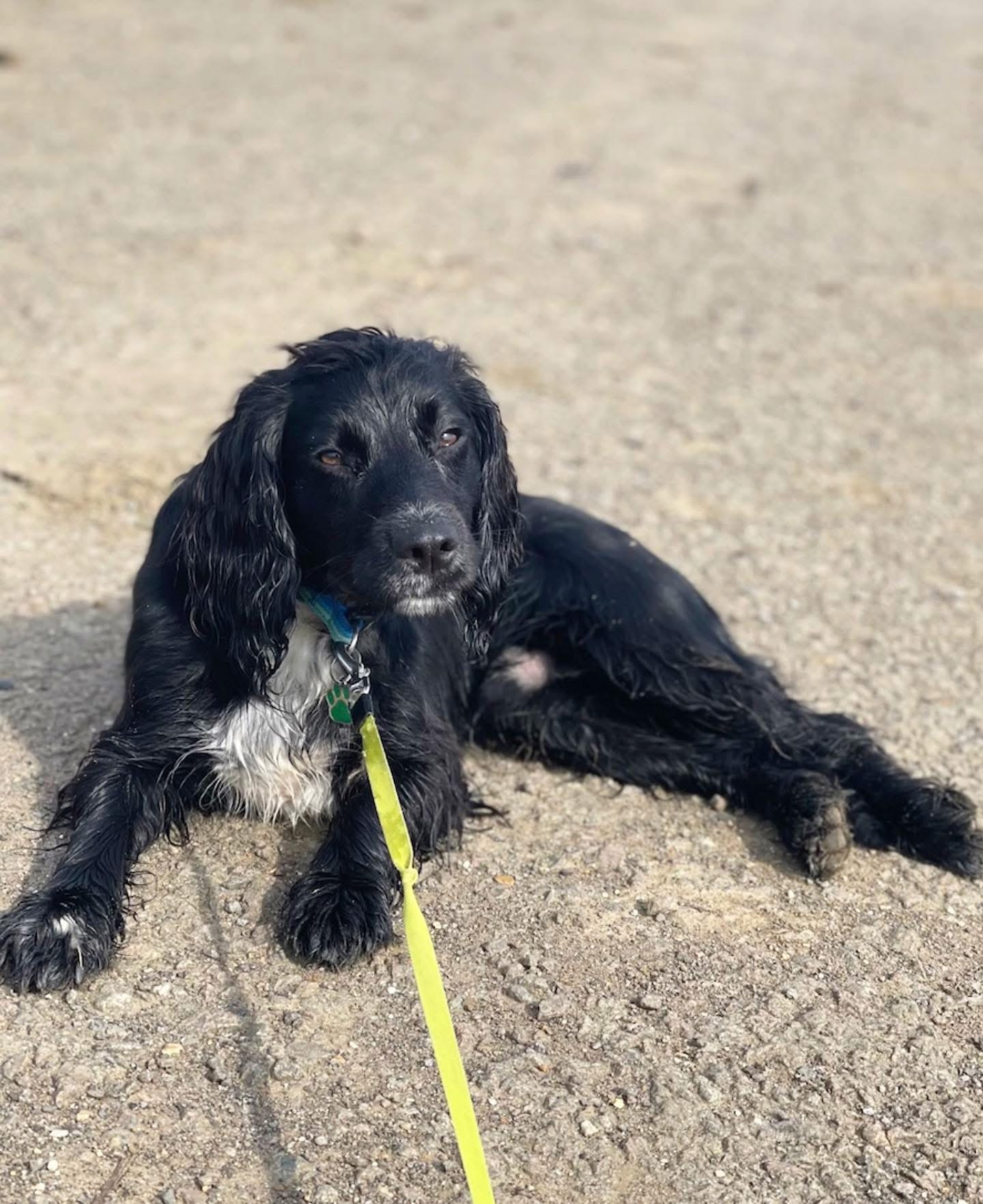 Dogs out with Wright's Dog Walking