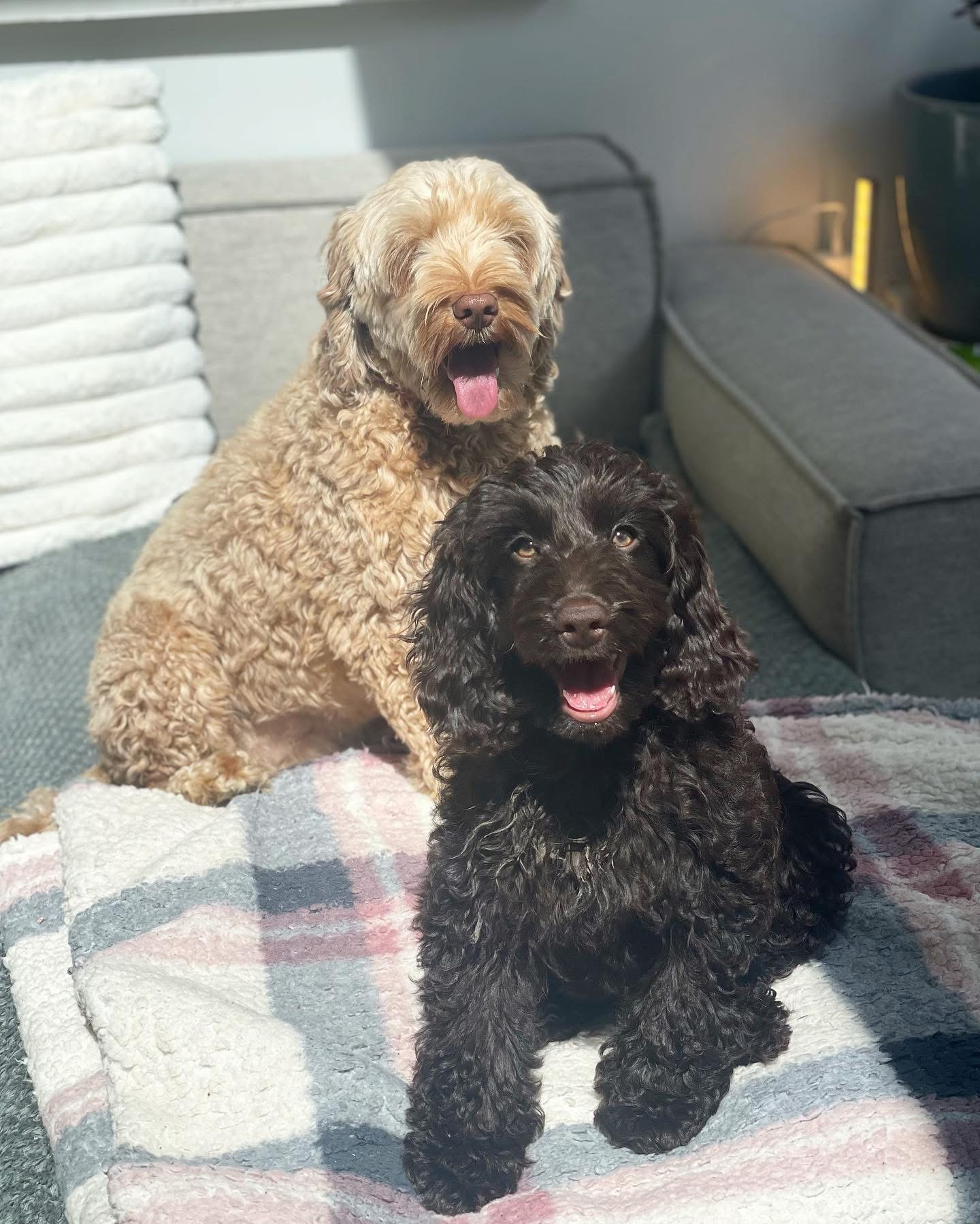 Dogs out with Wright's Dog Walking