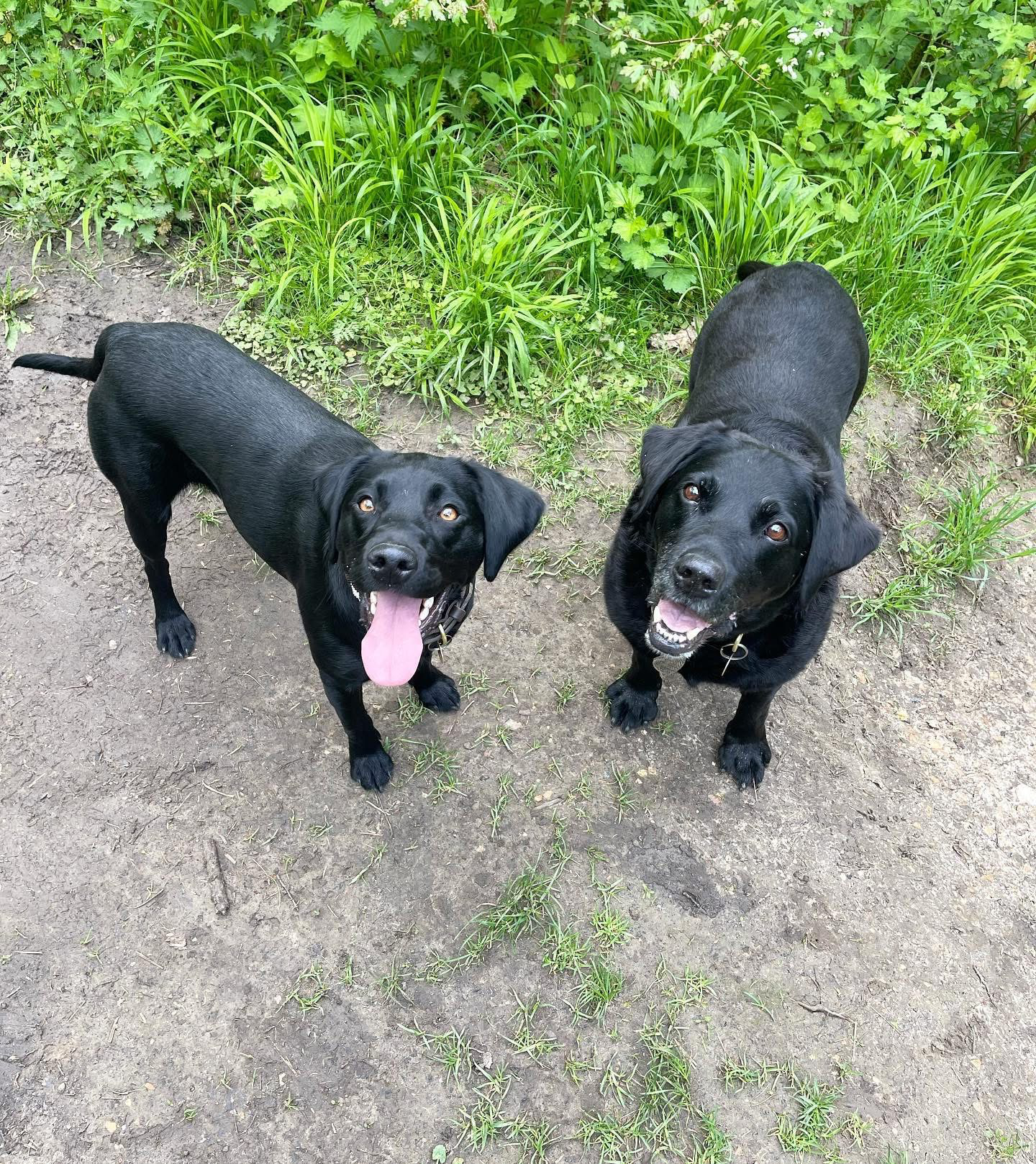 Dogs out with Wright's Dog Walking