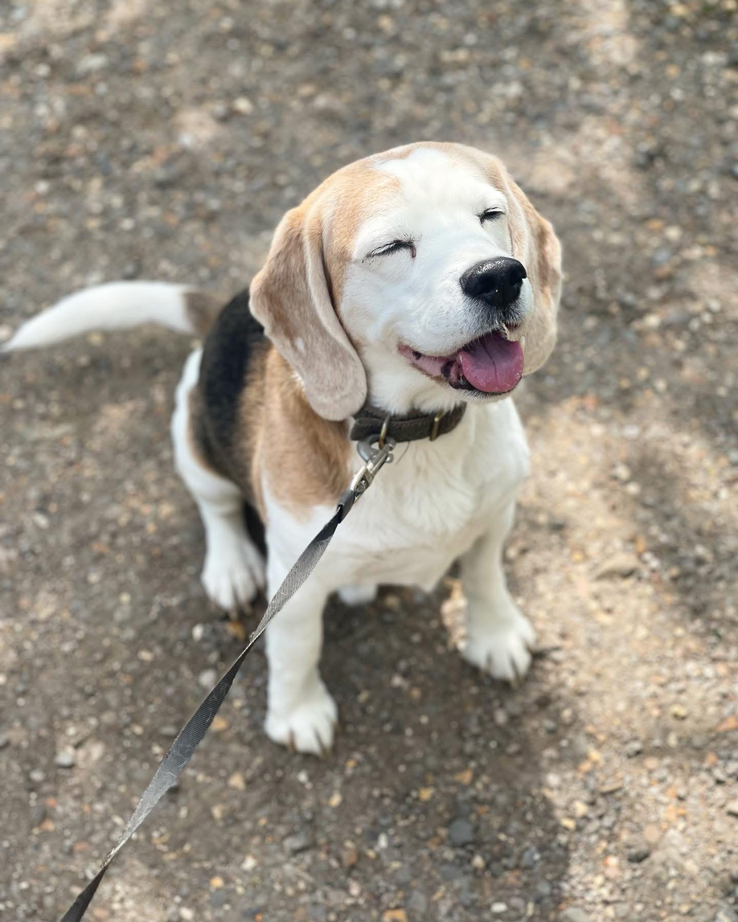 Dogs out with Wright's Dog Walking