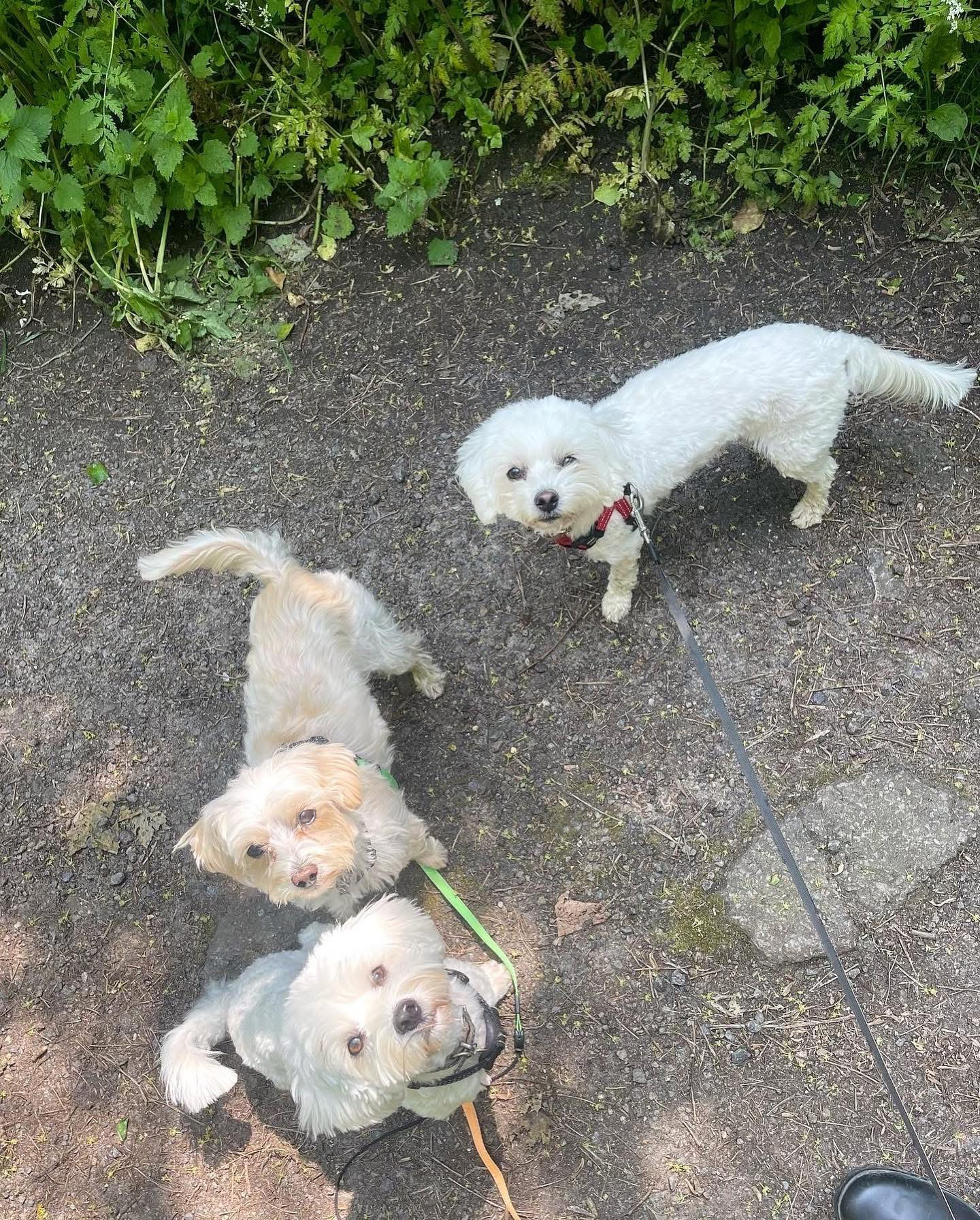 Dogs out with Wright's Dog Walking