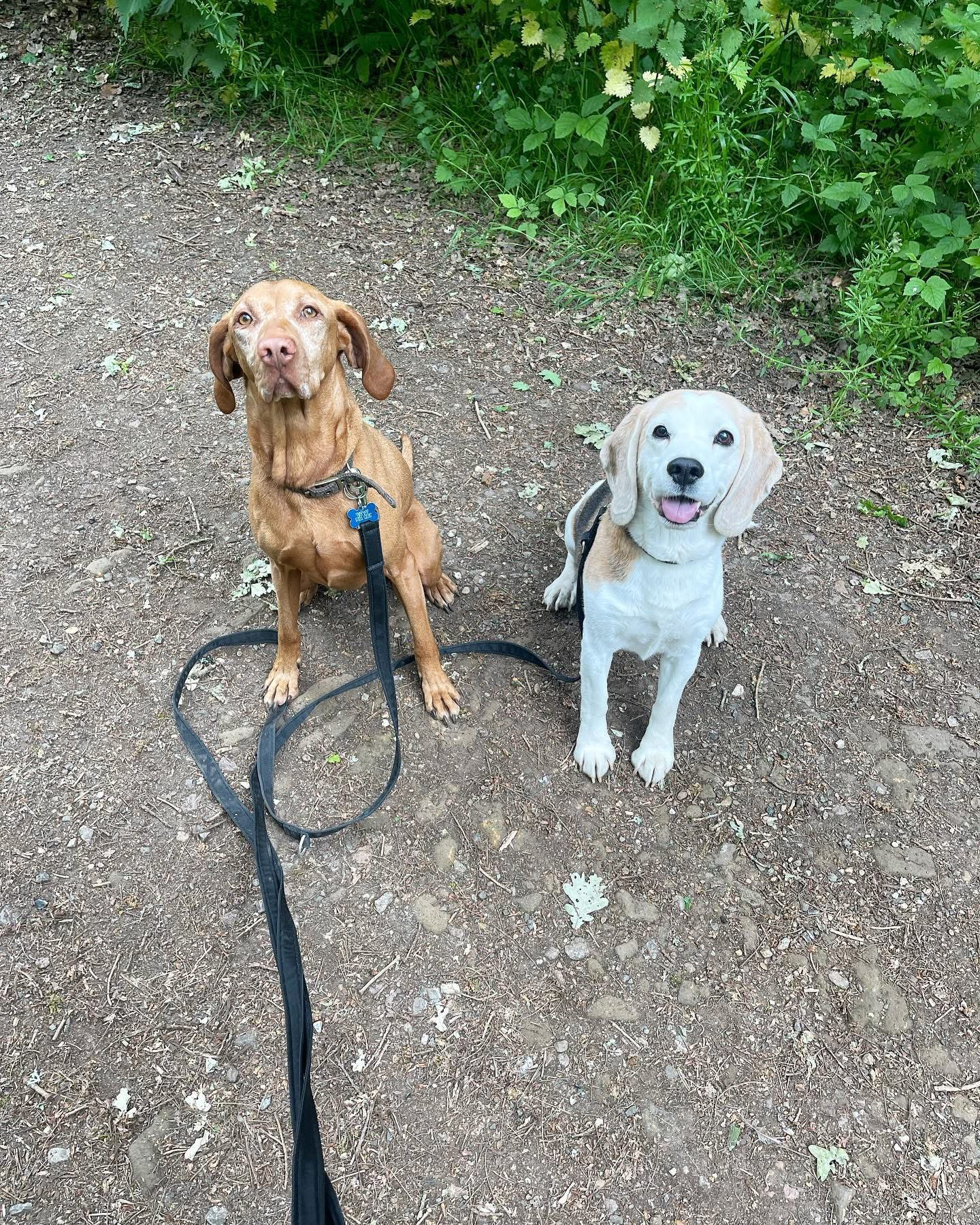 Dogs out with Wright's Dog Walking