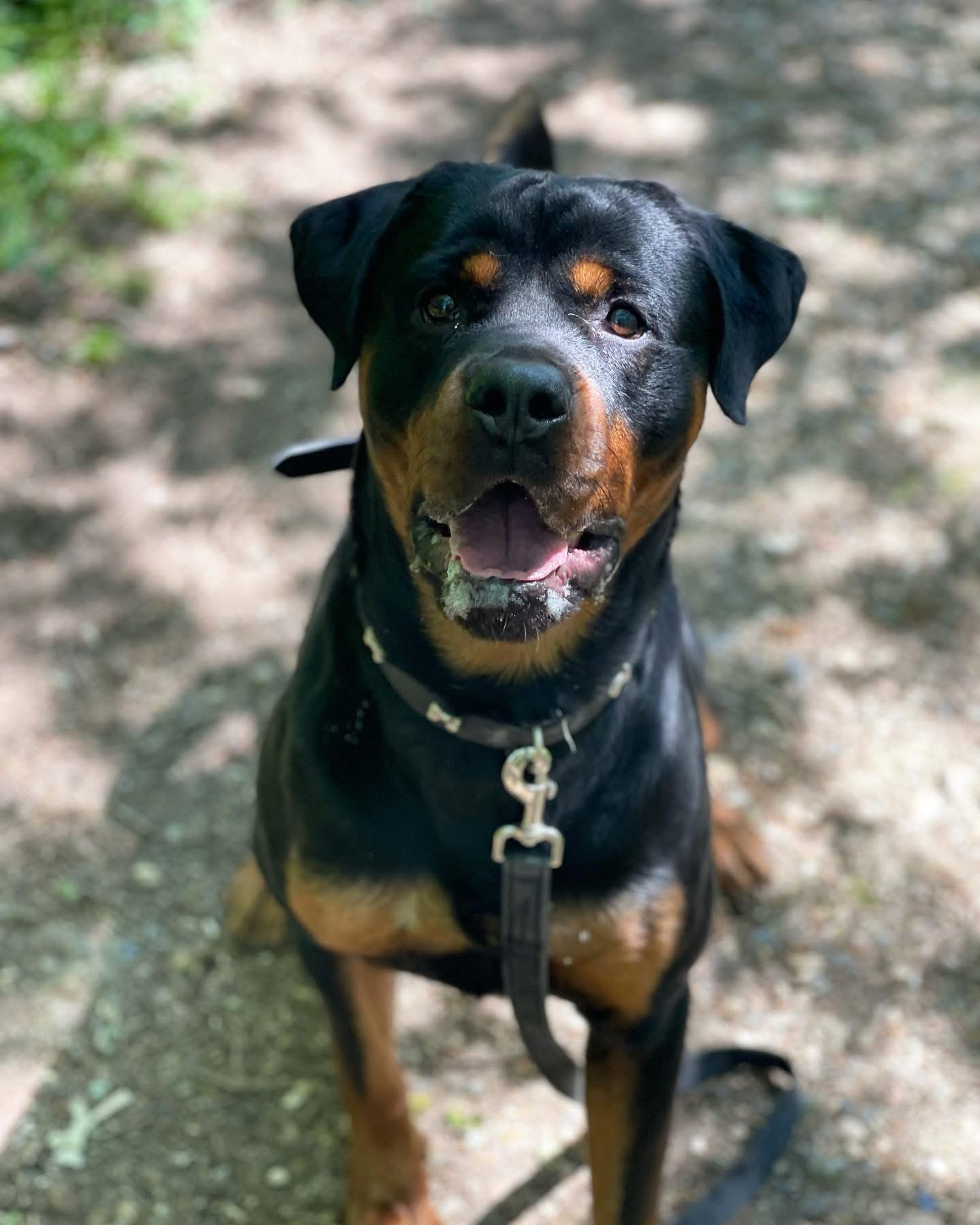 Dogs out with Wright's Dog Walking