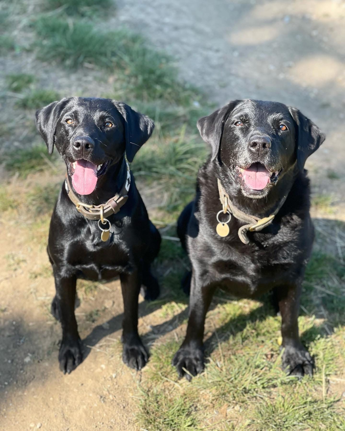 Dogs out with Wright's Dog Walking