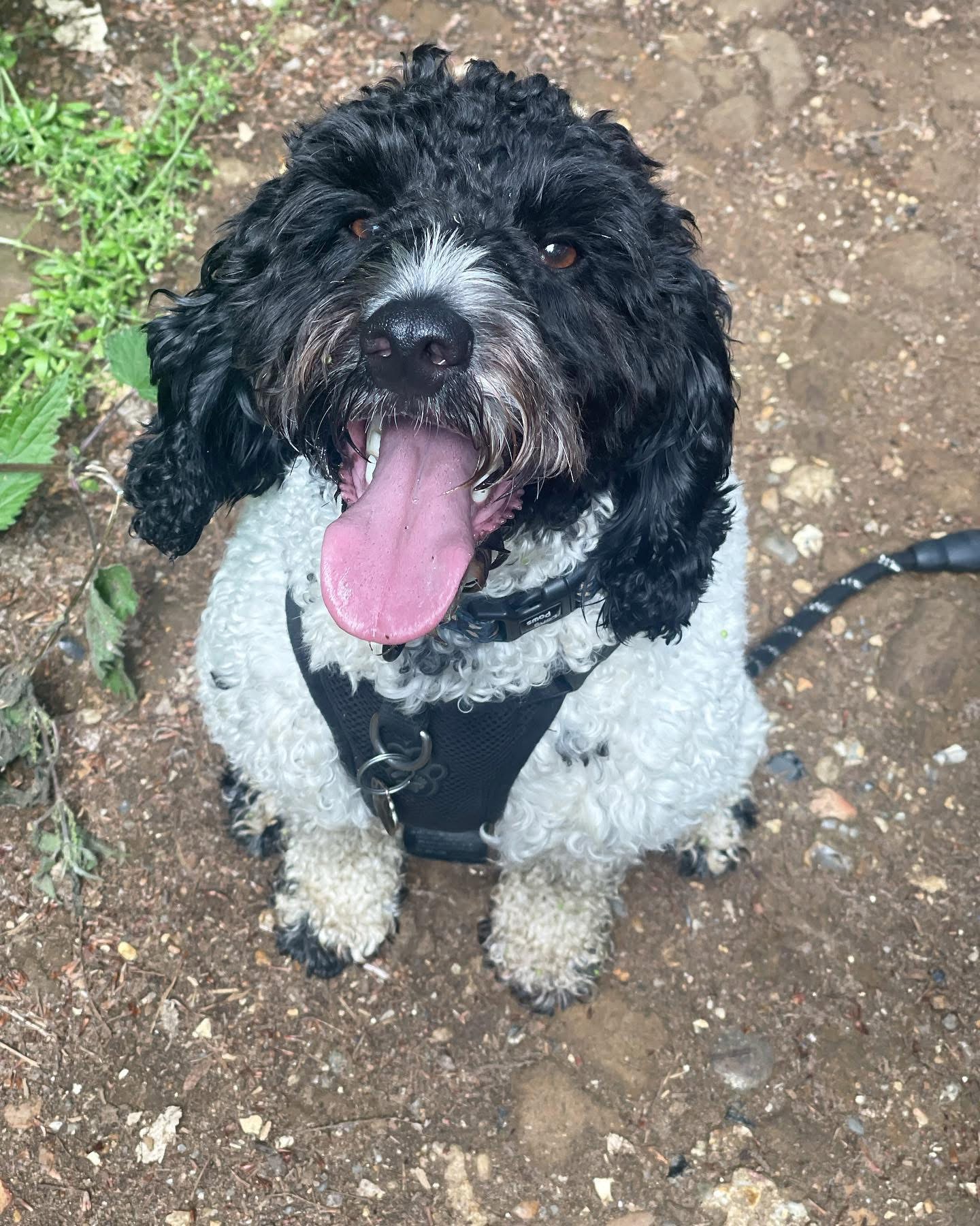 Dogs out with Wright's Dog Walking