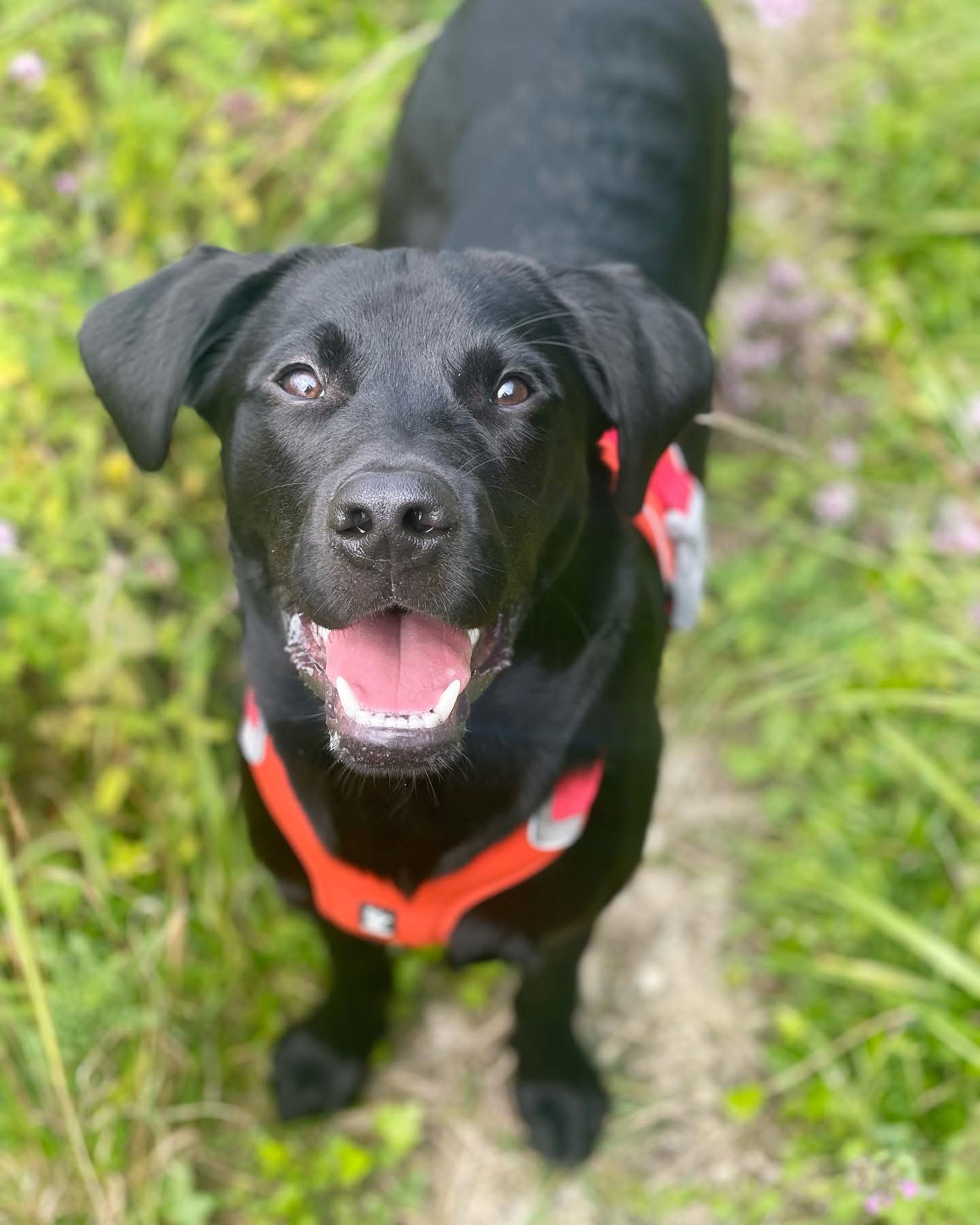 Dogs out with Wright's Dog Walking