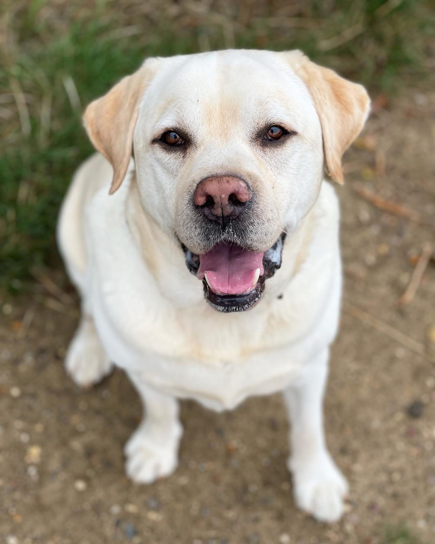 Dogs out with Wright's Dog Walking