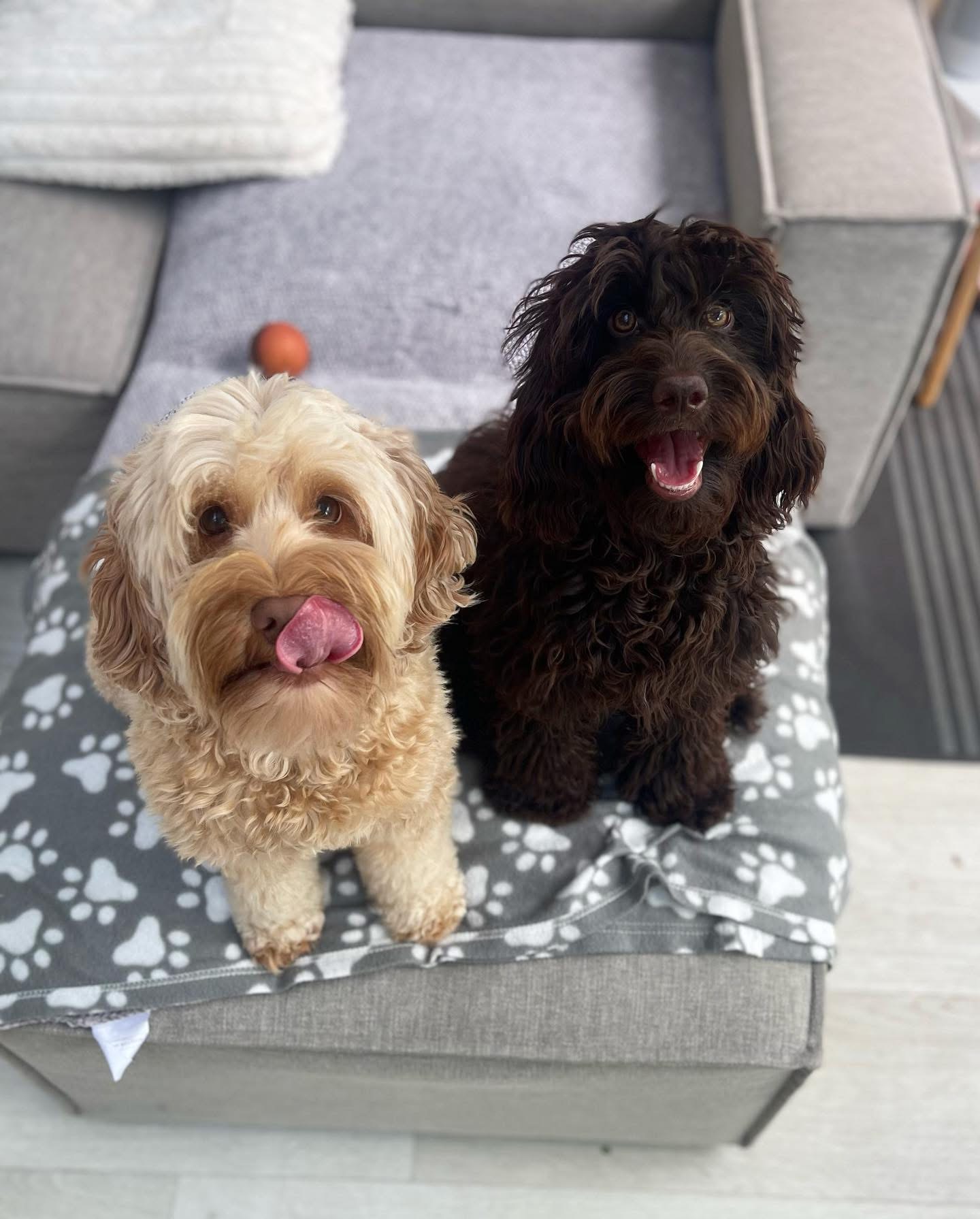 Dogs out with Wright's Dog Walking