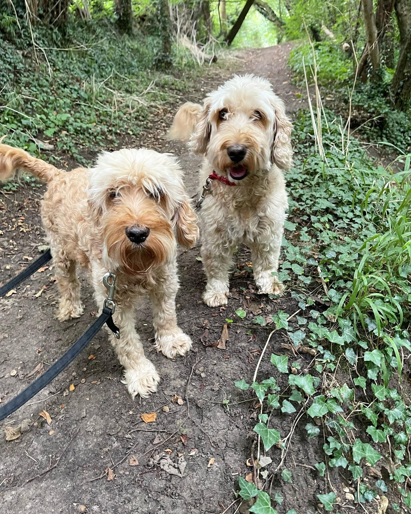 Dogs out with Wright's Dog Walking