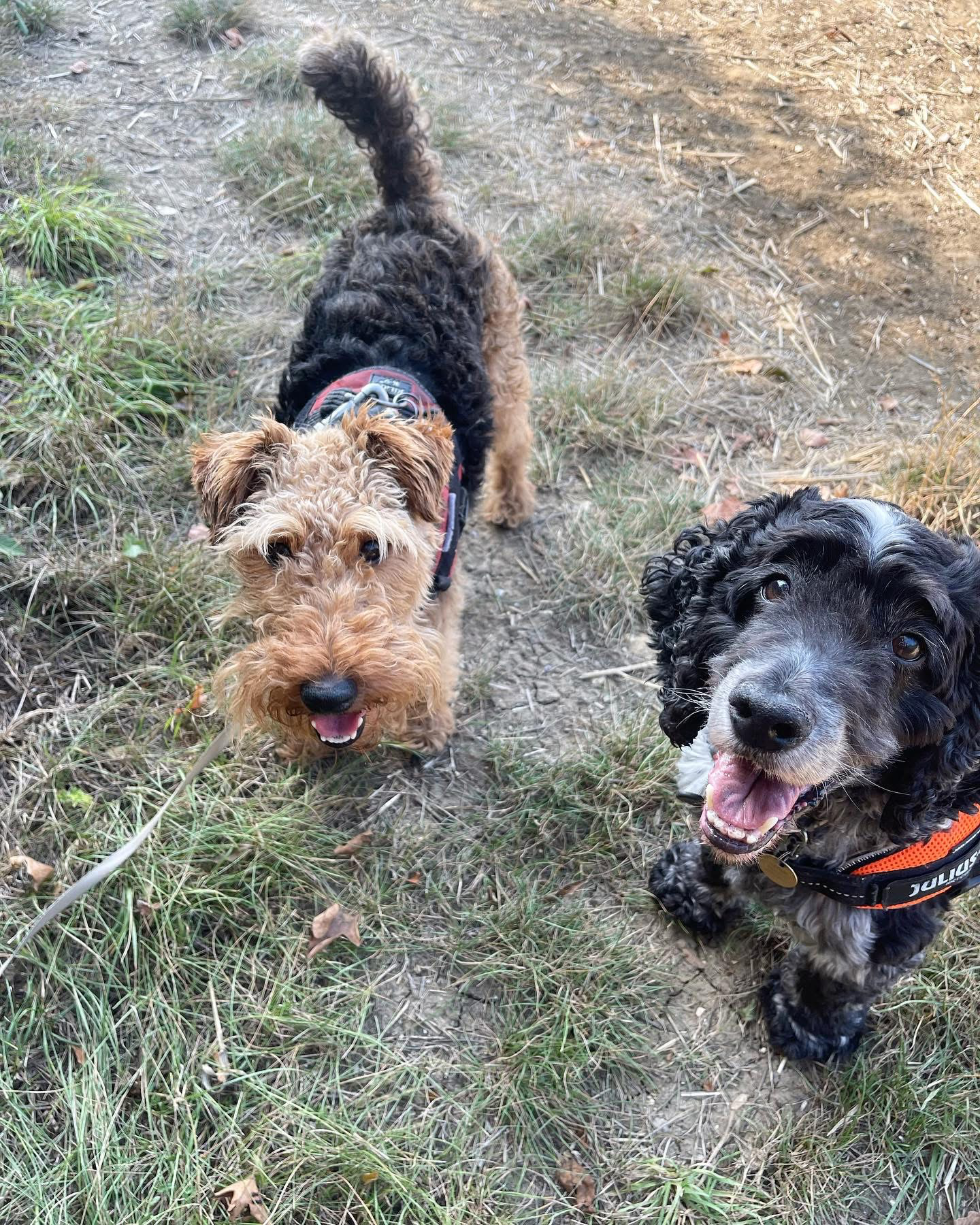 Dogs out with Wright's Dog Walking