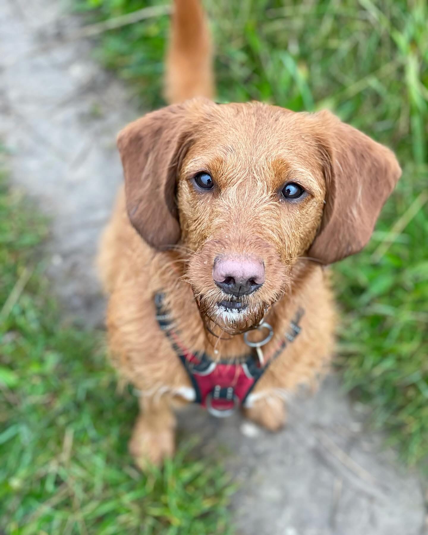 Dogs out with Wright's Dog Walking