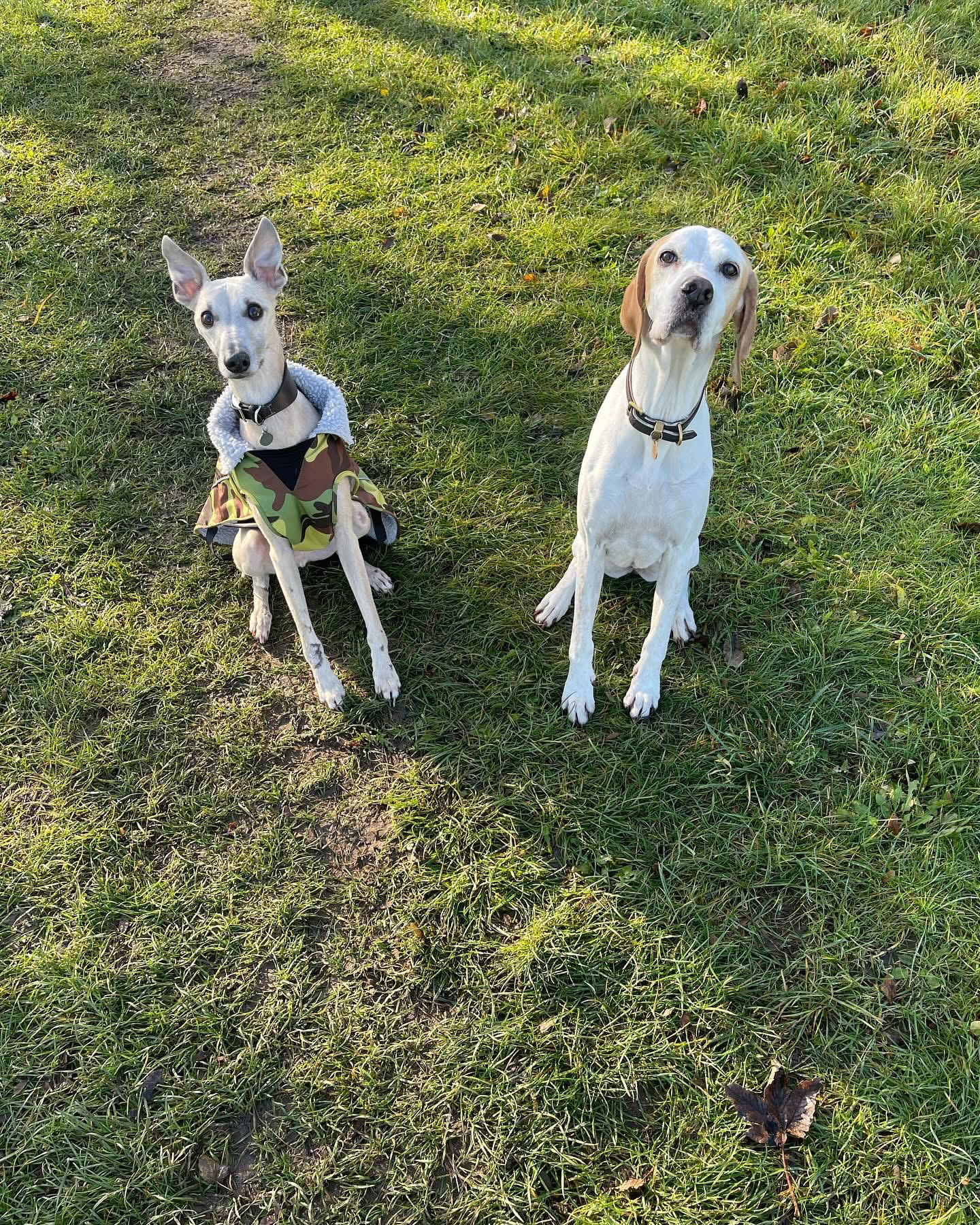 Dogs out with Wright's Dog Walking