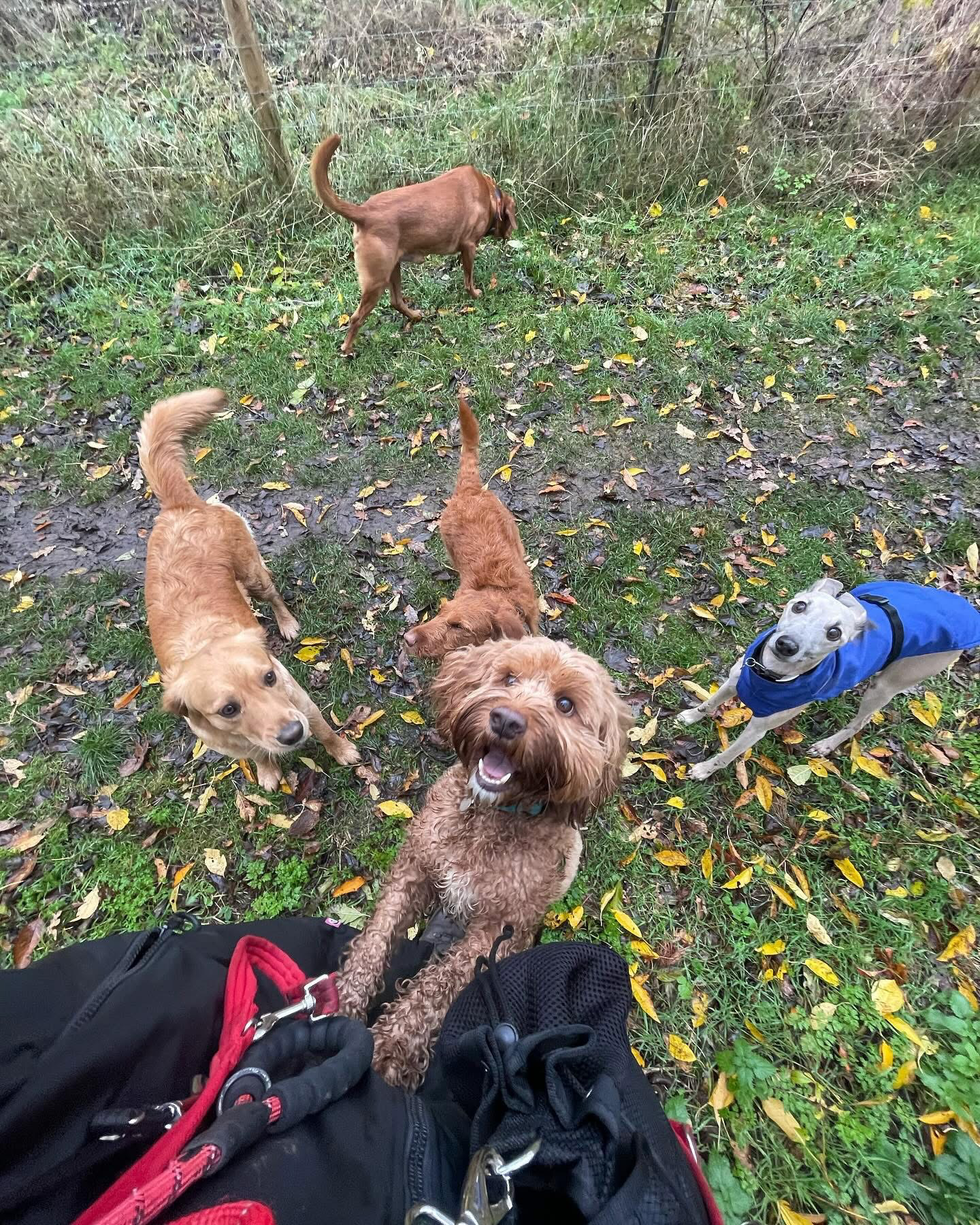 Dogs out with Wright's Dog Walking