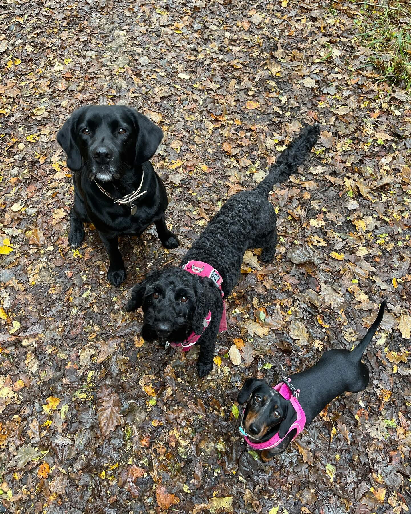 Dogs out with Wright's Dog Walking