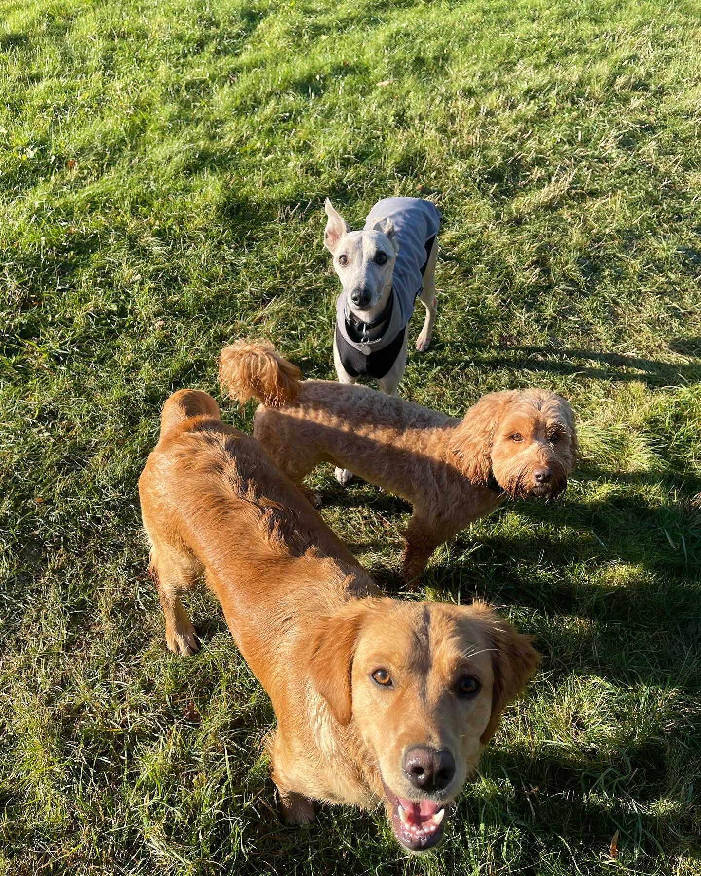 Dogs out with Wright's Dog Walking