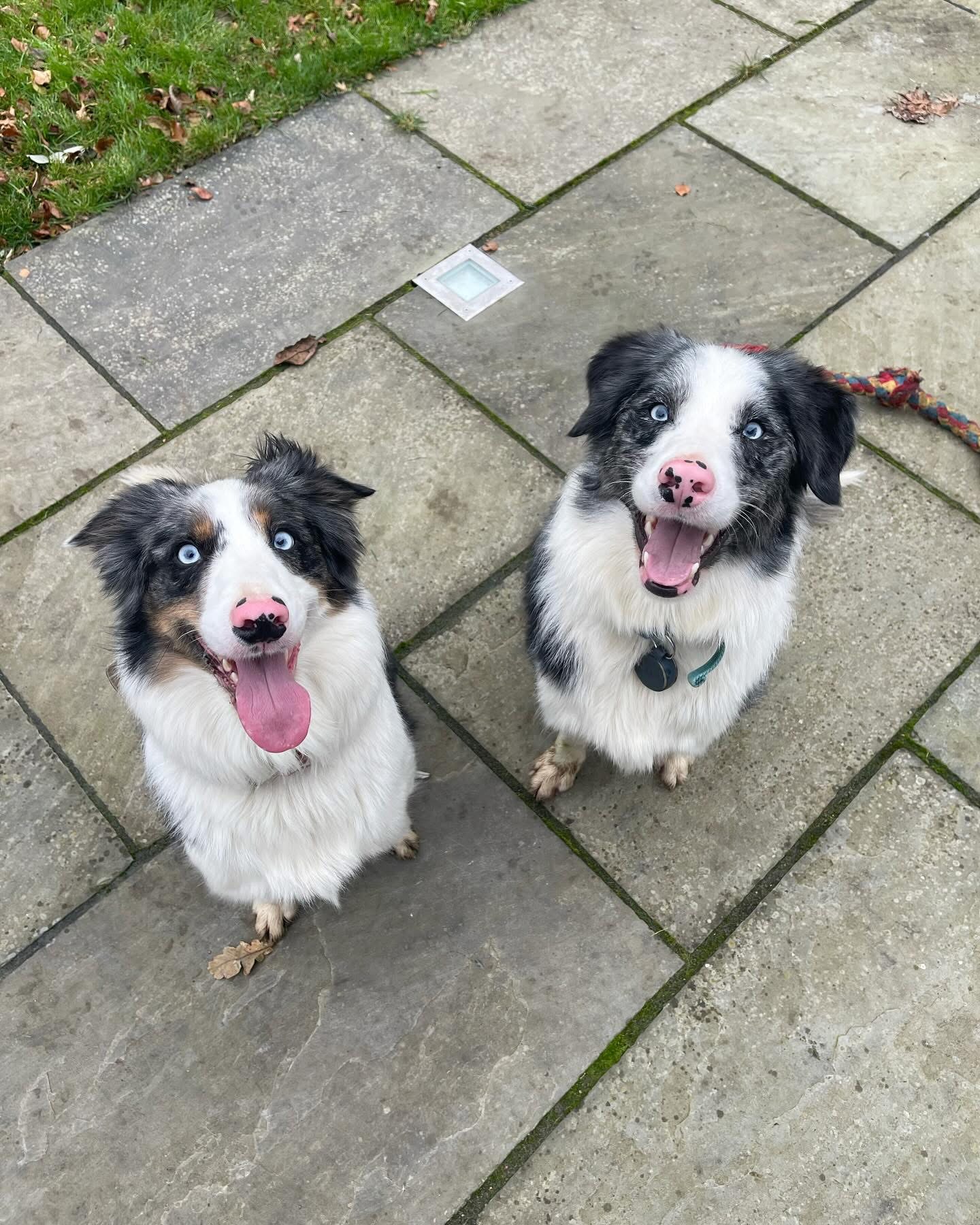 Dogs out with Wright's Dog Walking