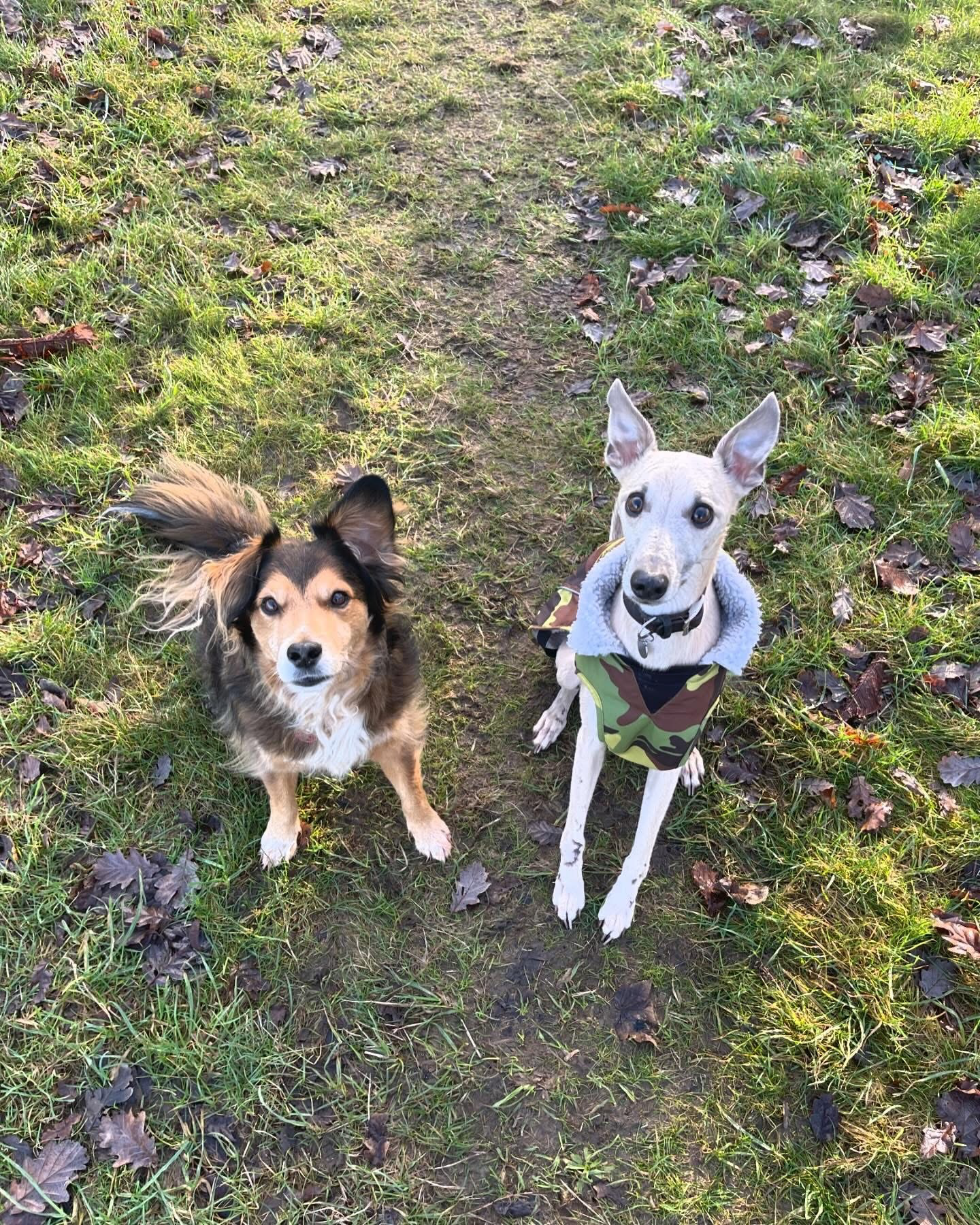 Dogs out with Wright's Dog Walking