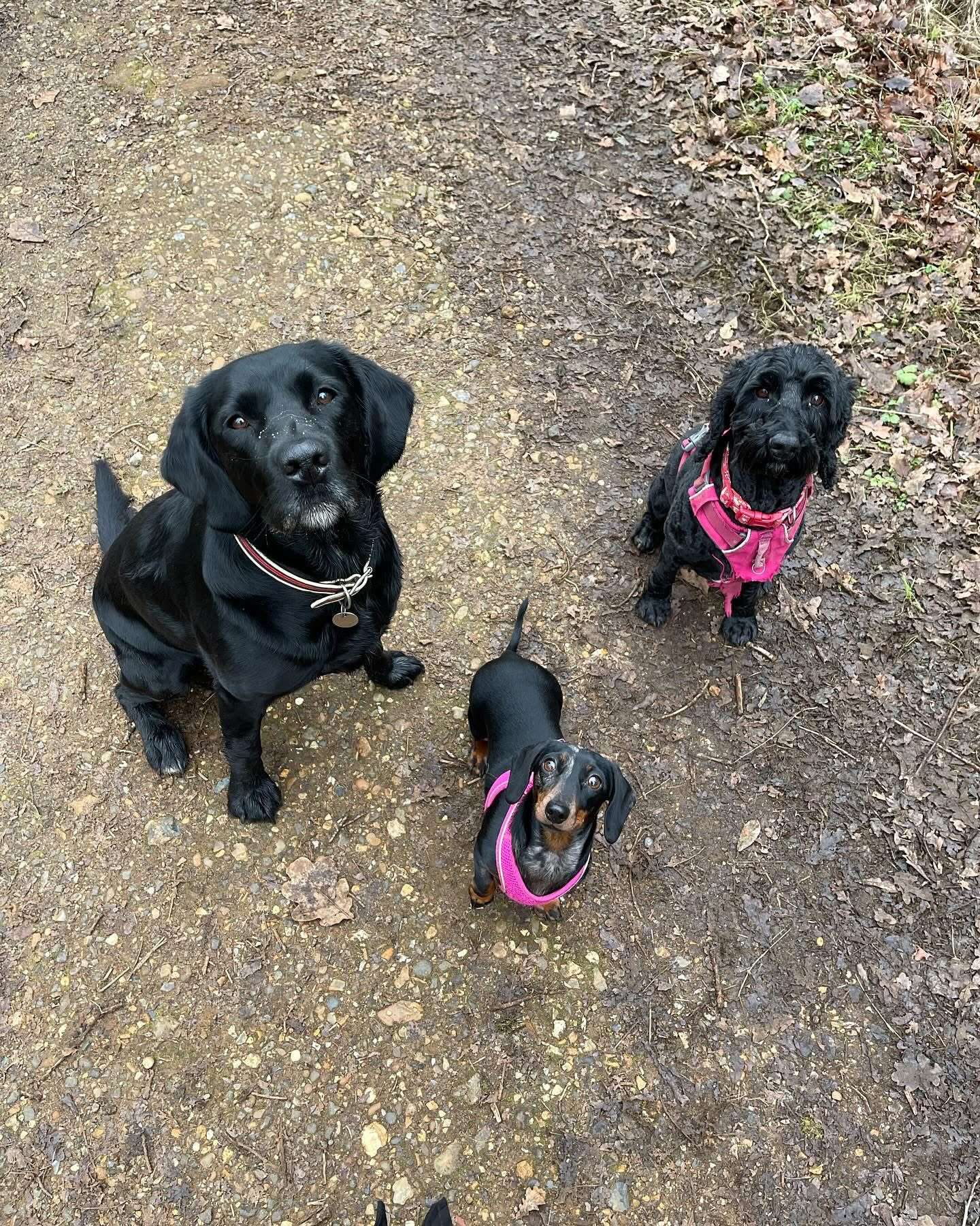 Dogs out with Wright's Dog Walking