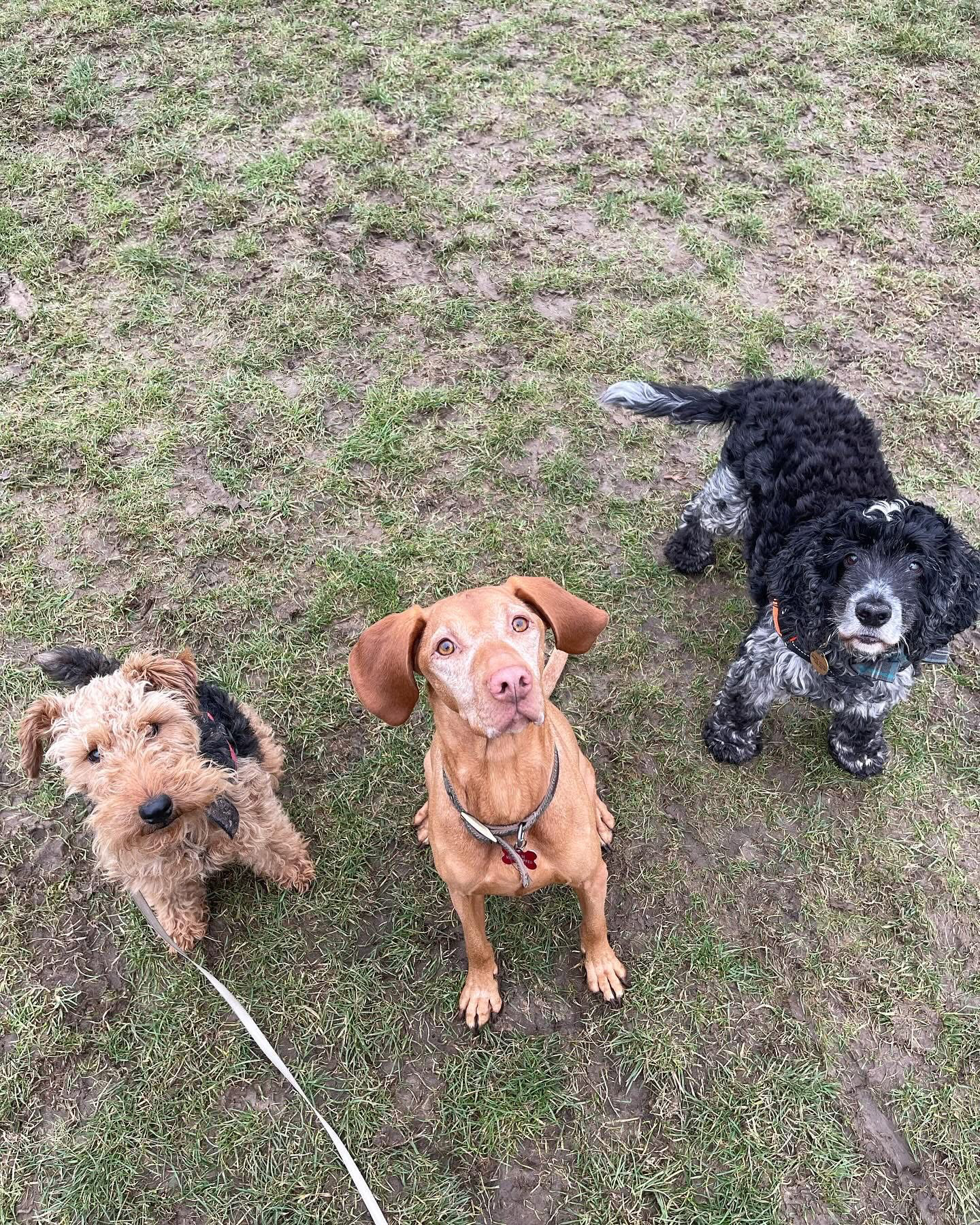 Dogs out with Wright's Dog Walking