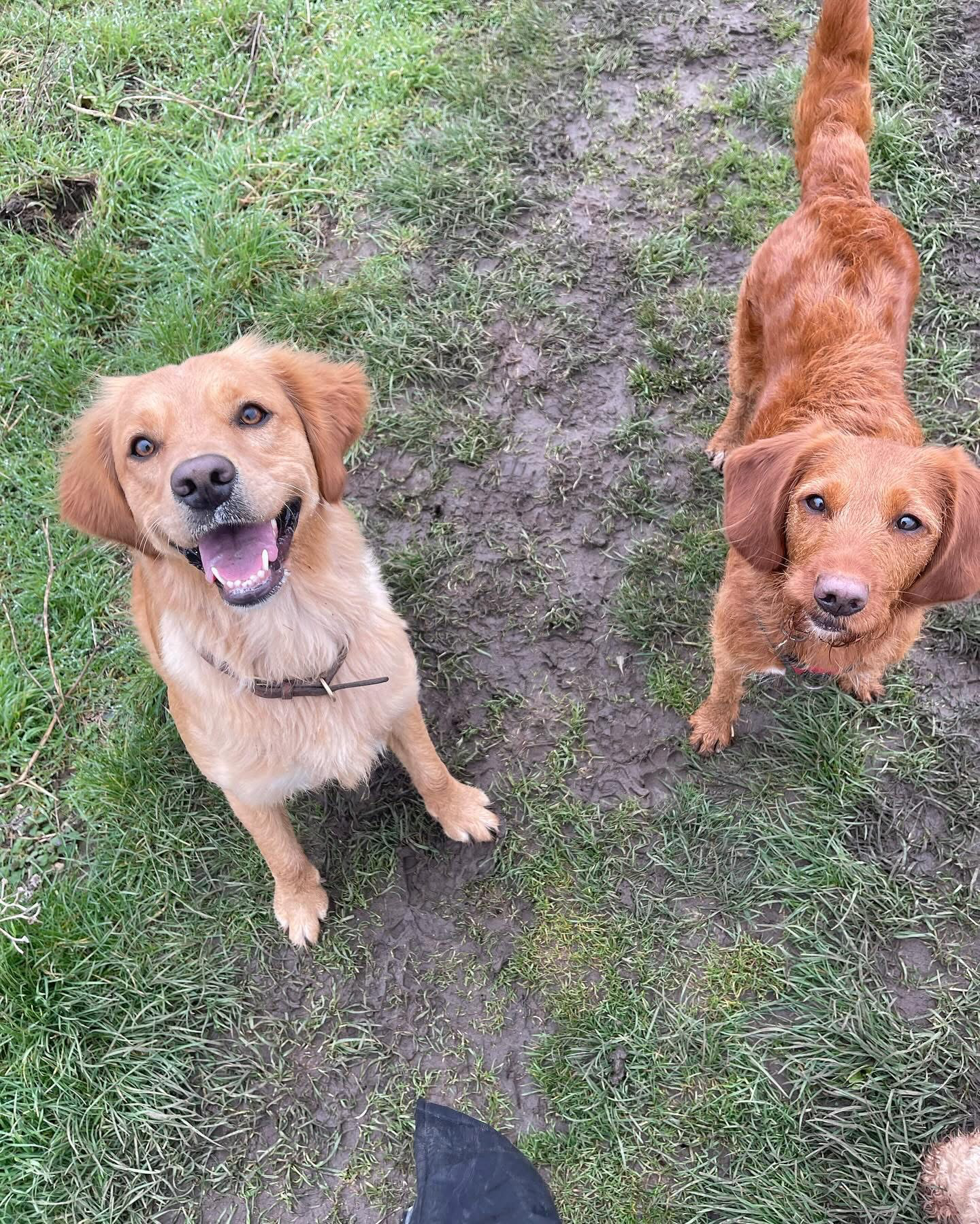 Dogs out with Wright's Dog Walking