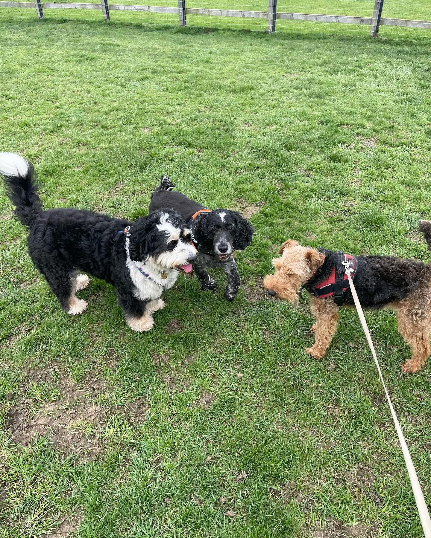 Dogs out with Wright's Dog Walking
