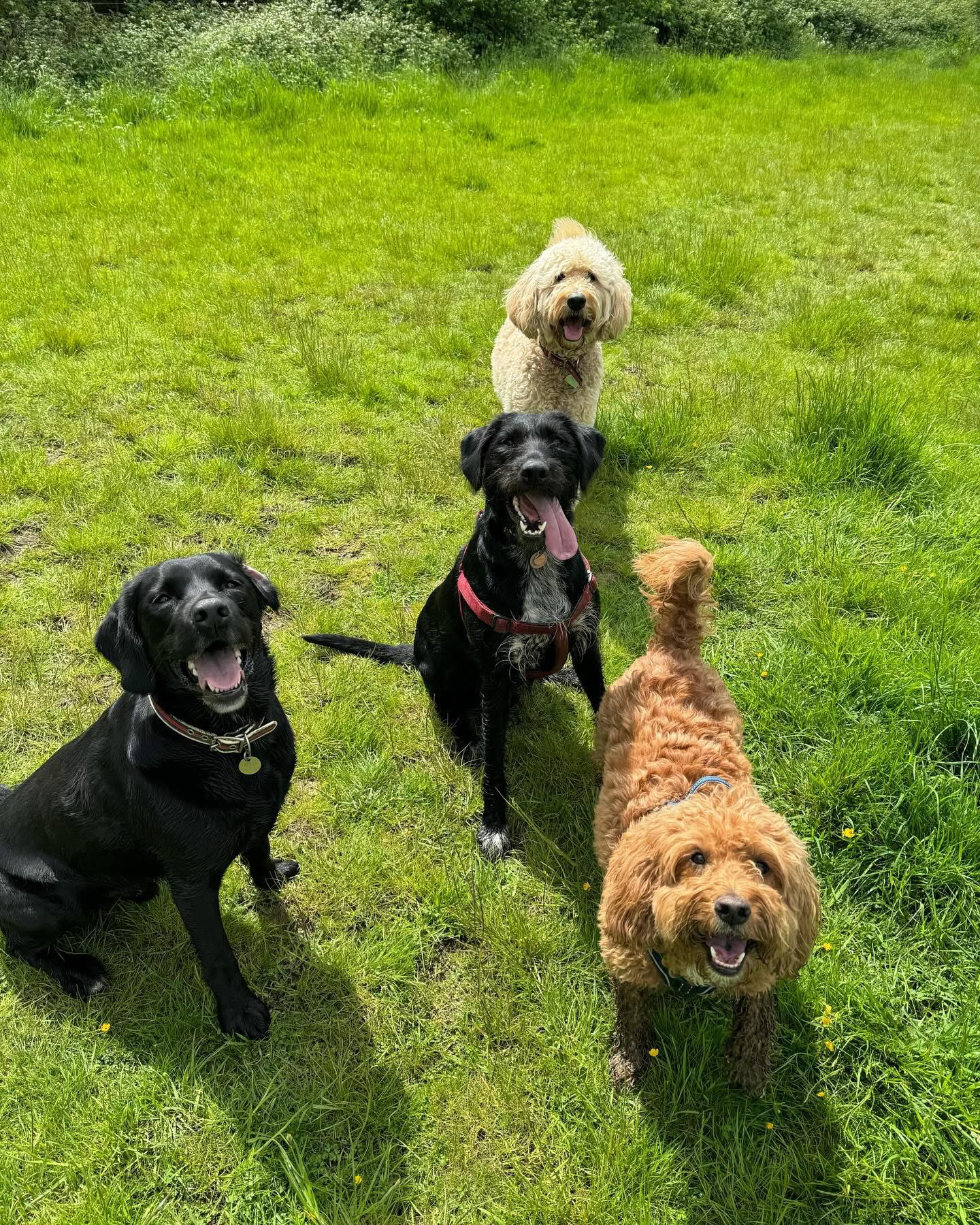 Dogs out with Wright's Dog Walking