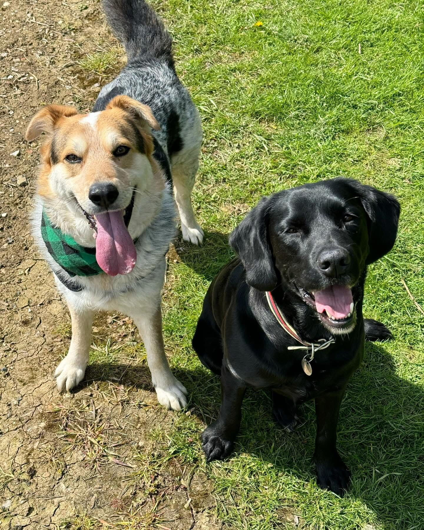 Dogs out with Wright's Dog Walking