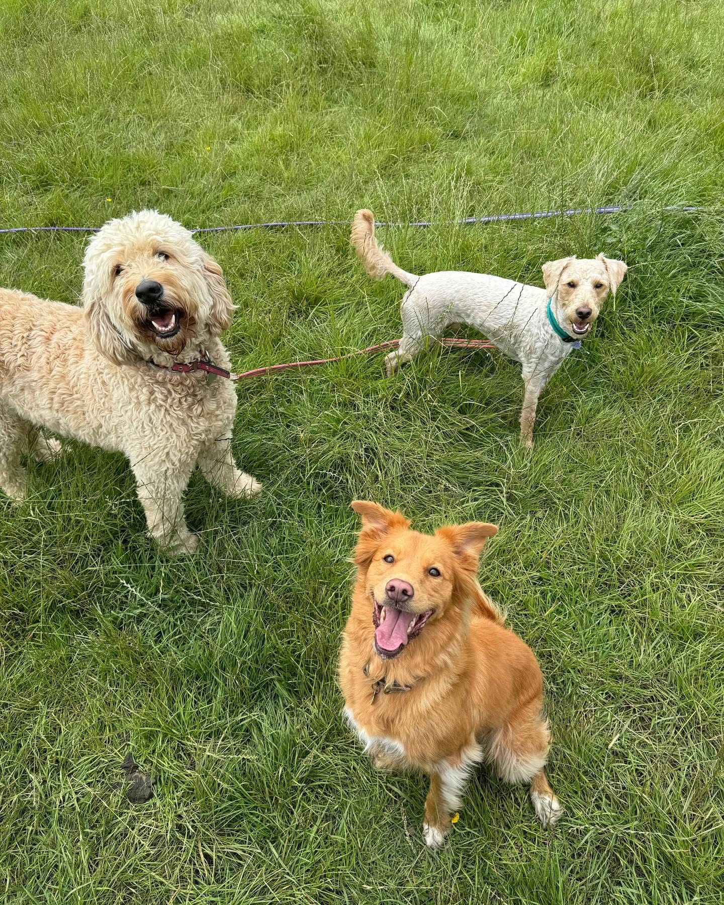 Dogs out with Wright's Dog Walking