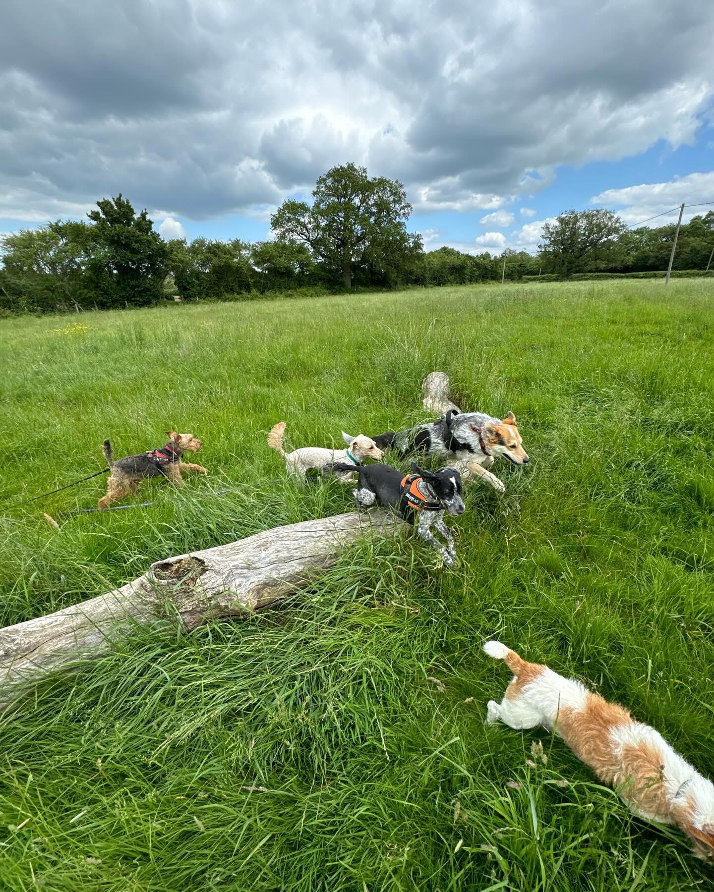 Dogs out with Wright's Dog Walking