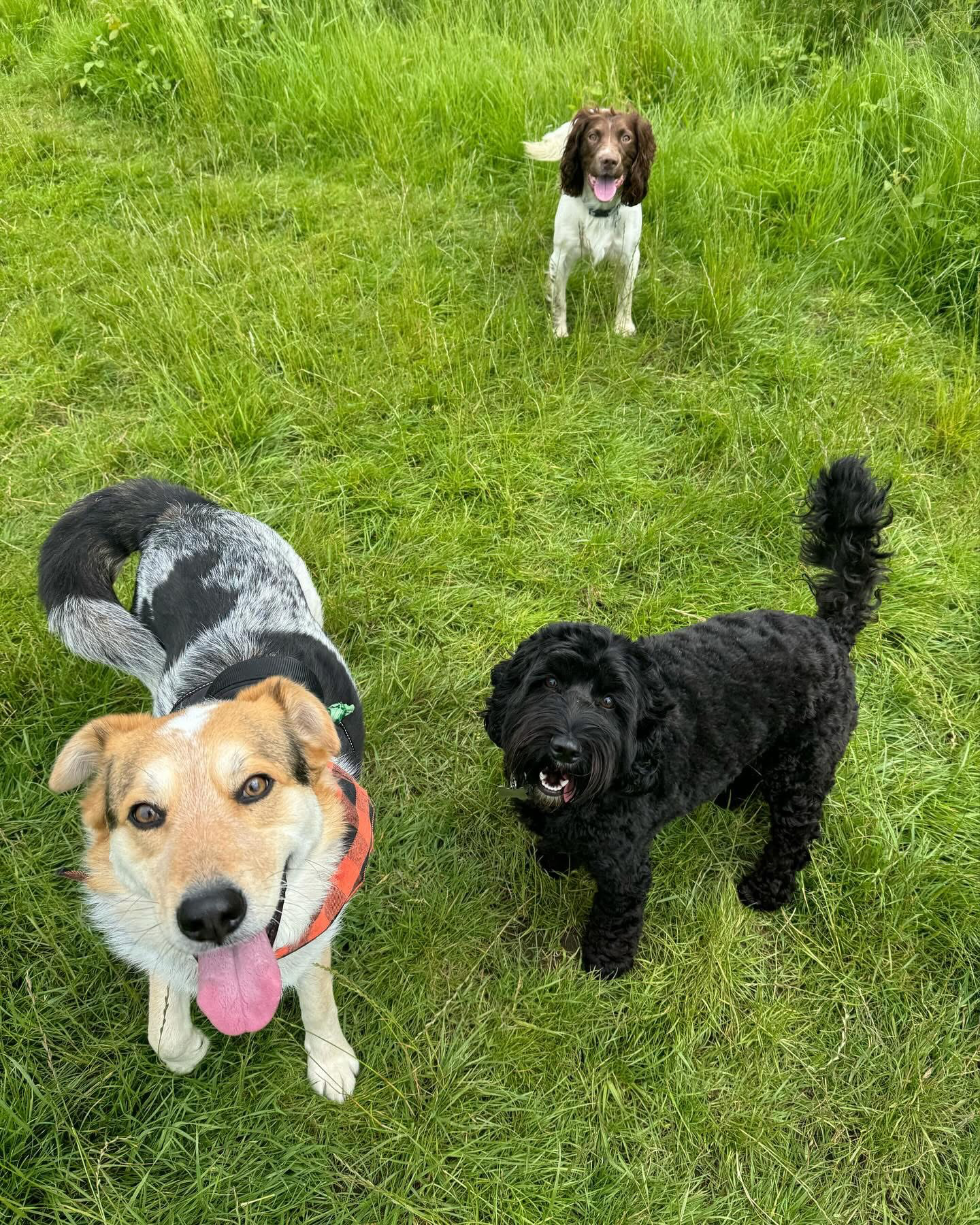 Dogs out with Wright's Dog Walking