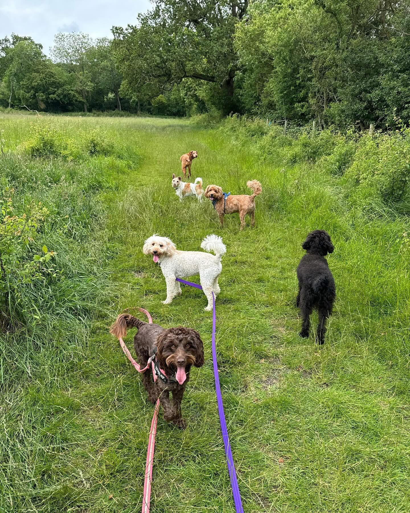 Dogs out with Wright's Dog Walking
