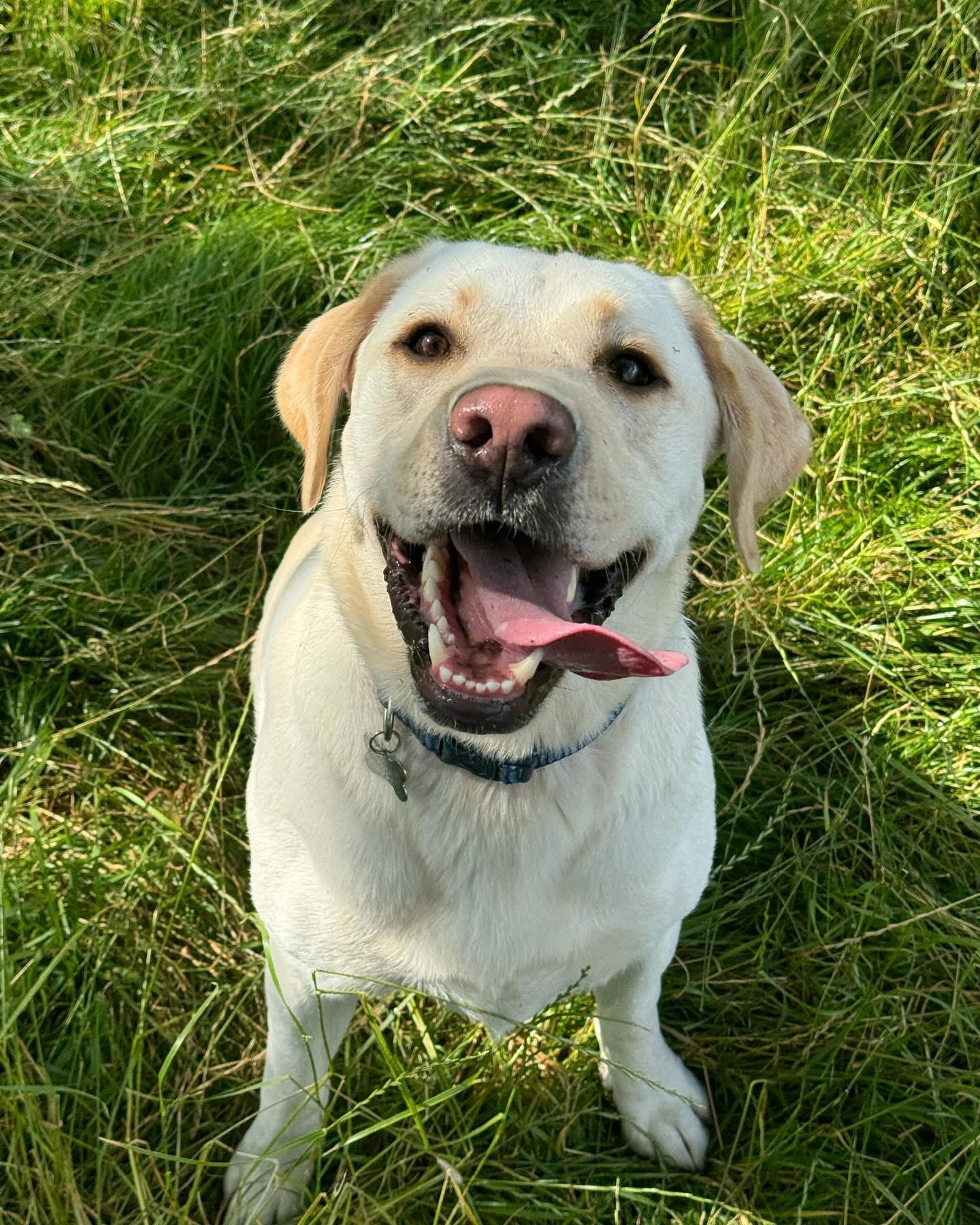 Dogs out with Wright's Dog Walking