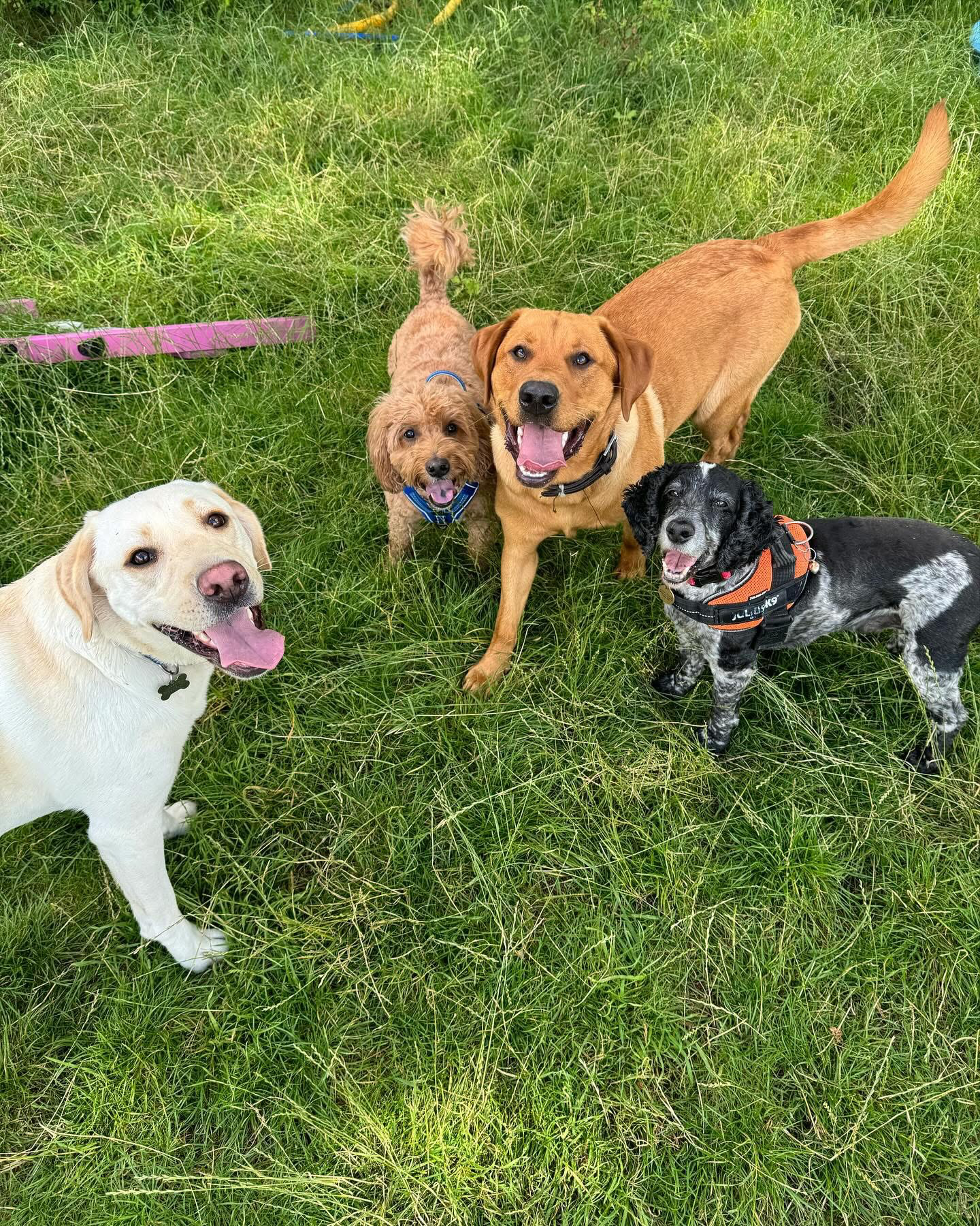 Dogs out with Wright's Dog Walking
