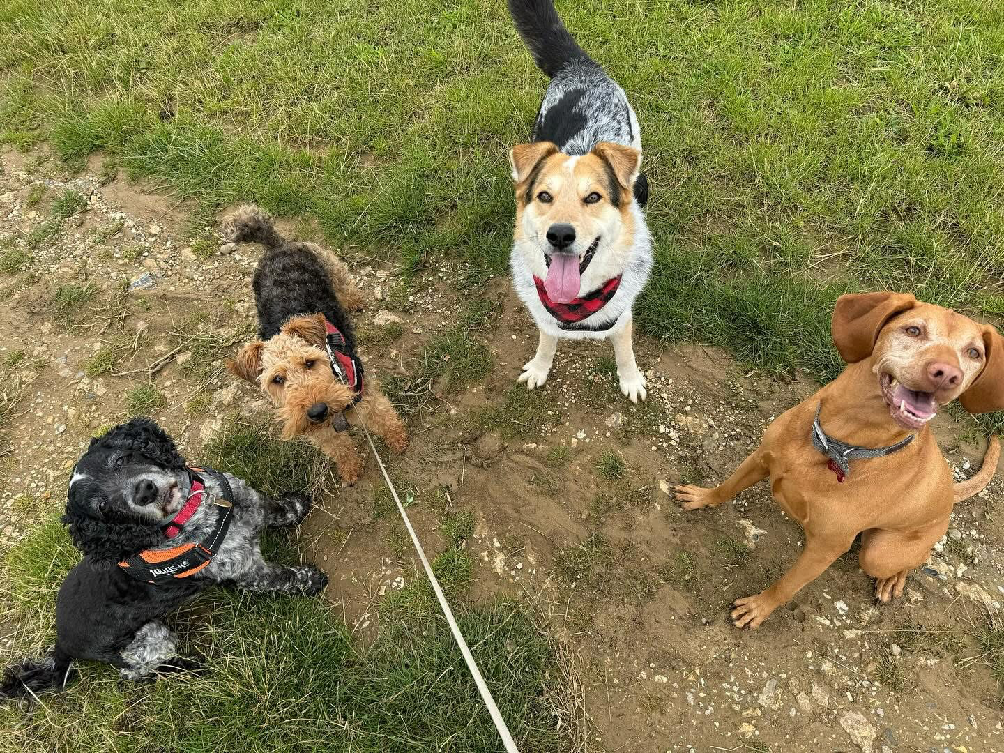 Dogs out with Wright's Dog Walking
