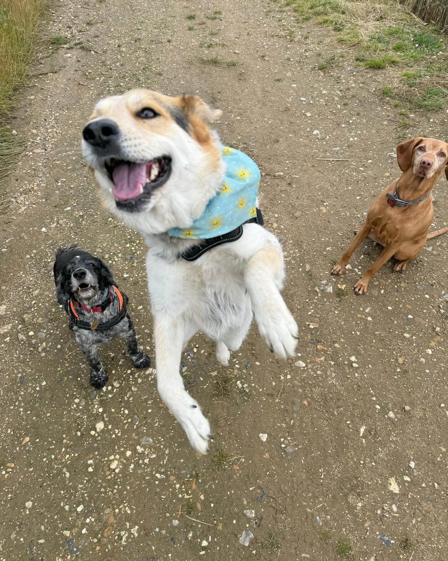 Dogs out with Wright's Dog Walking
