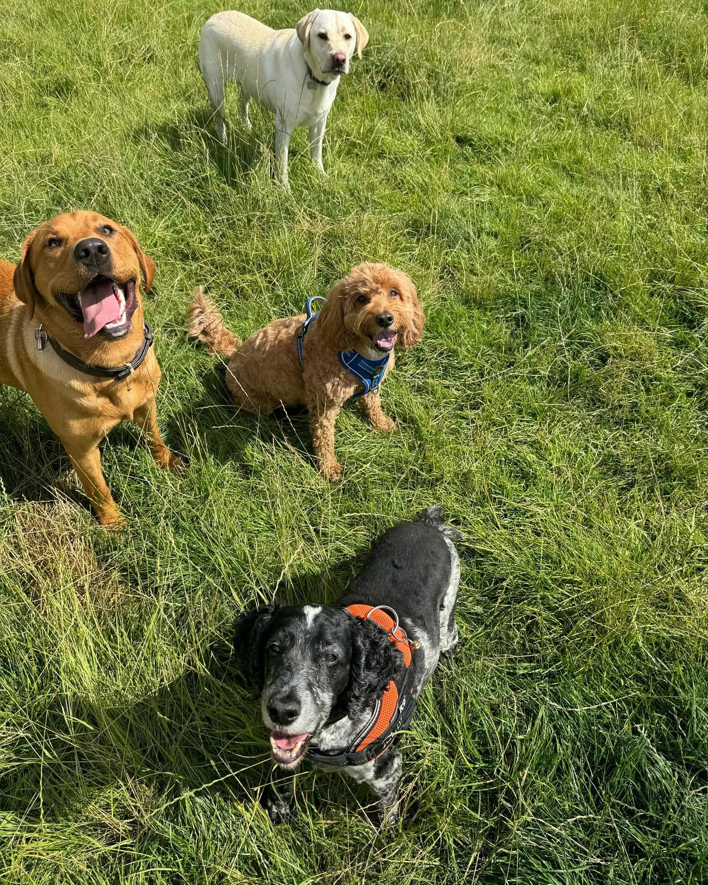 Dogs out with Wright's Dog Walking