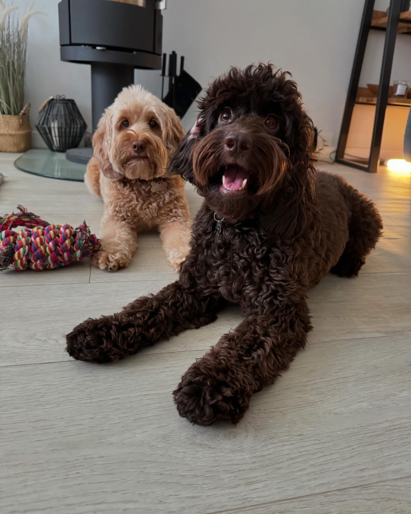 Dogs out with Wright's Dog Walking