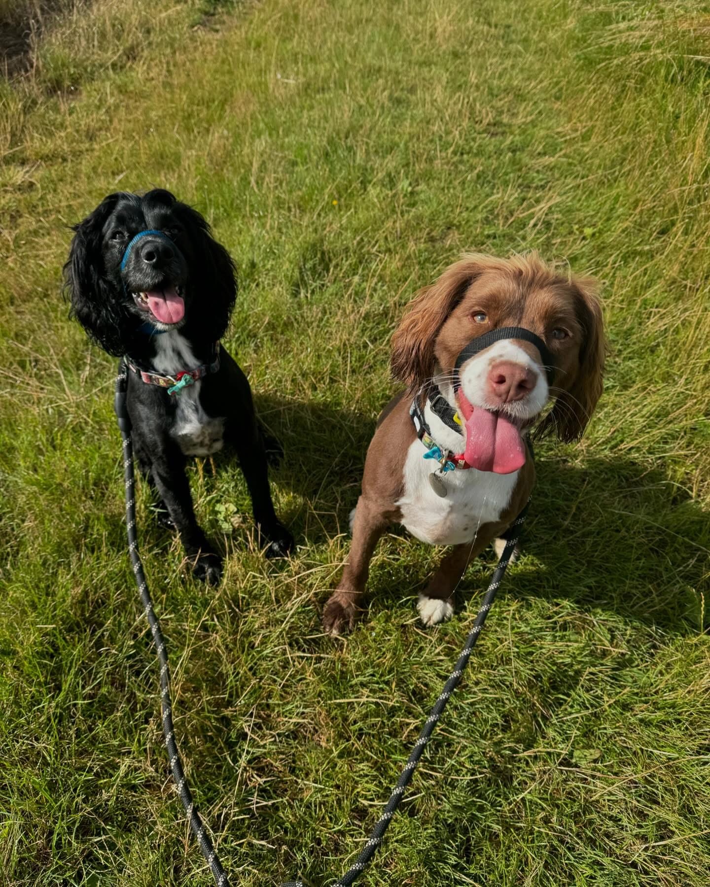 Dogs out with Wright's Dog Walking