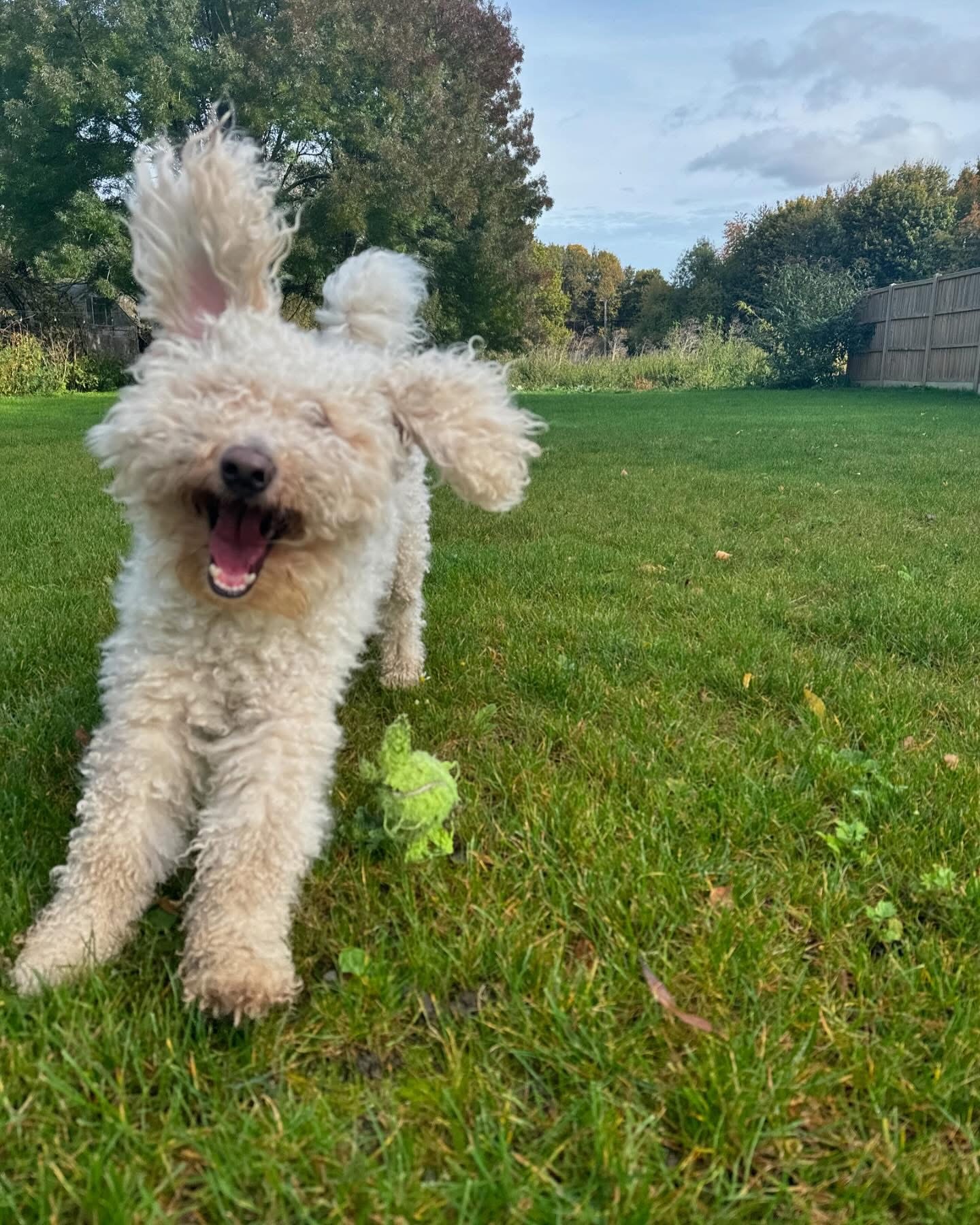 Dogs out with Wright's Dog Walking