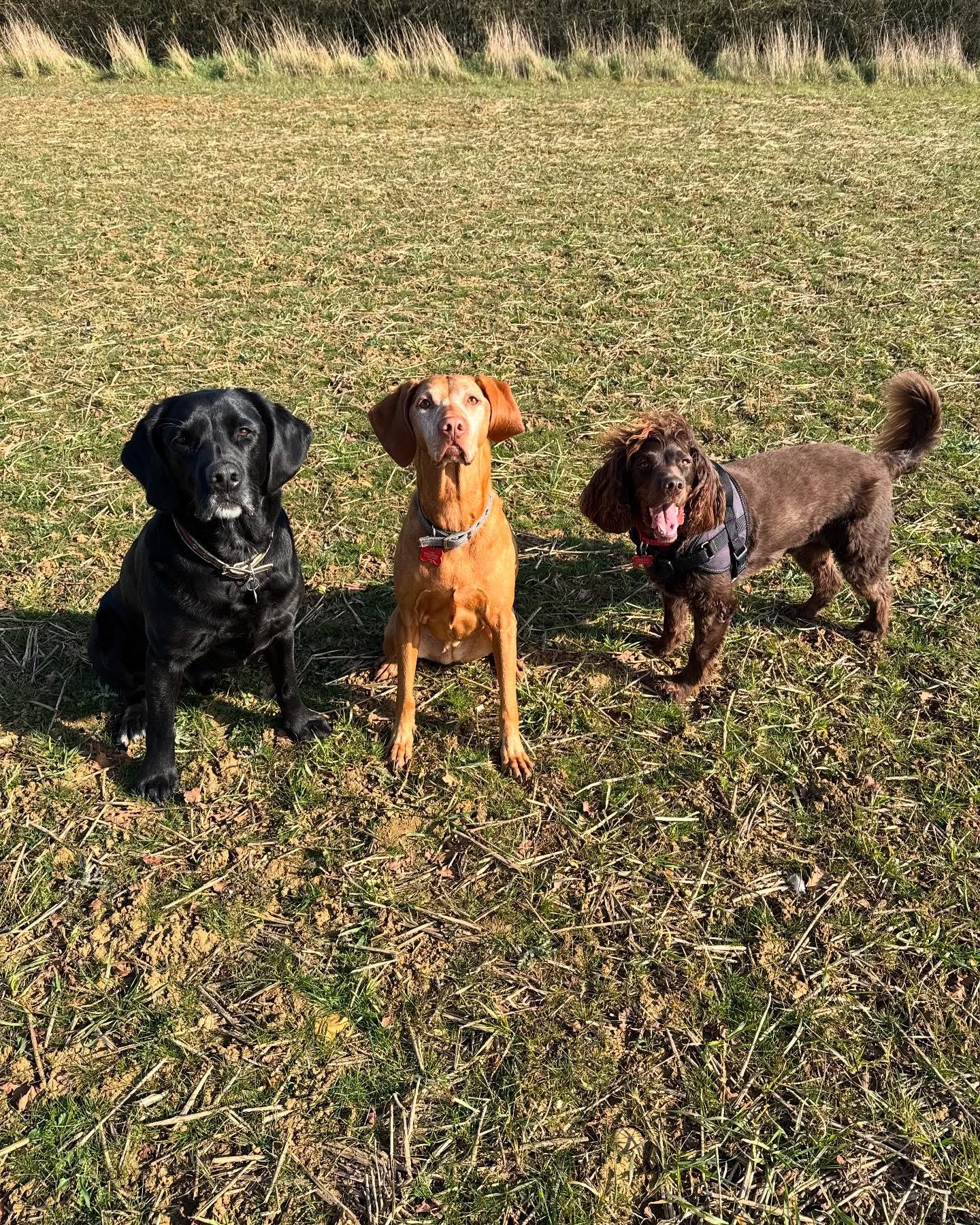 Dogs out with Wright's Dog Walking