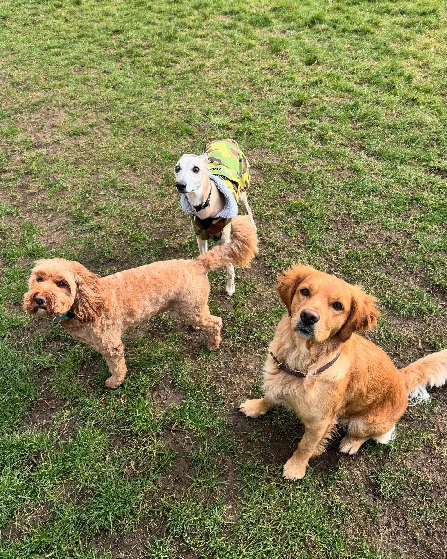Dogs out with Wright's Dog Walking