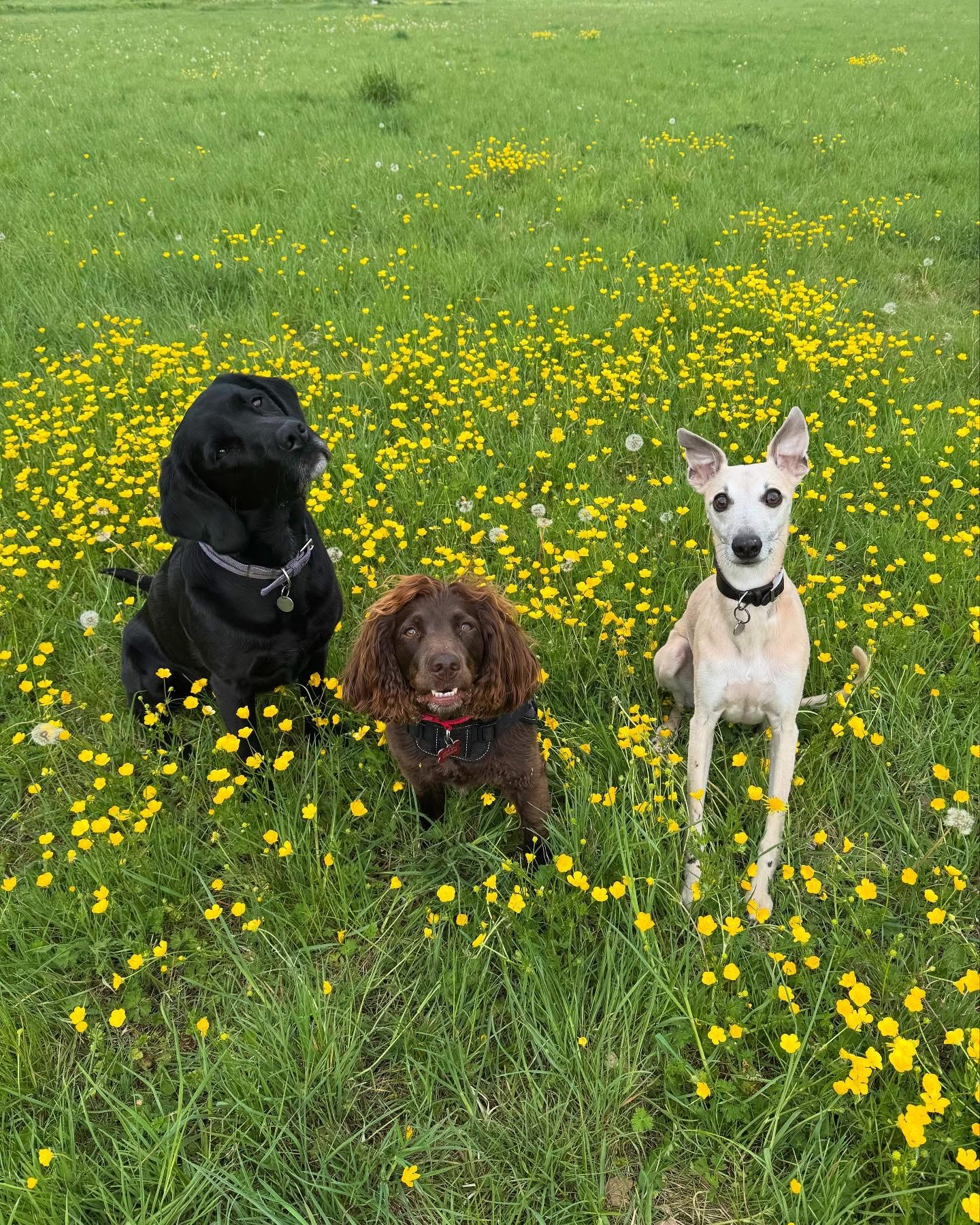 Dogs out with Wright's Dog Walking