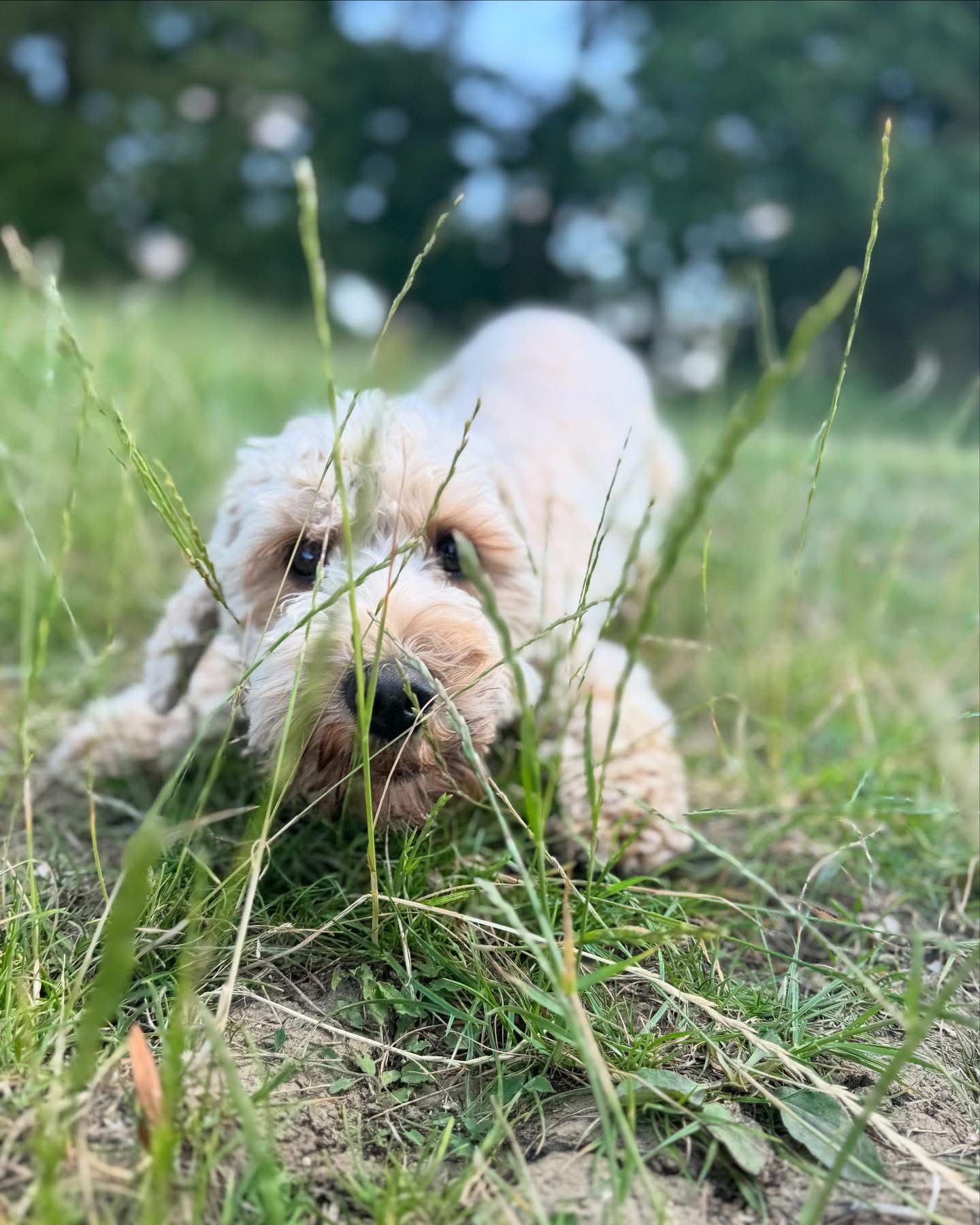 Dogs out with Wright's Dog Walking