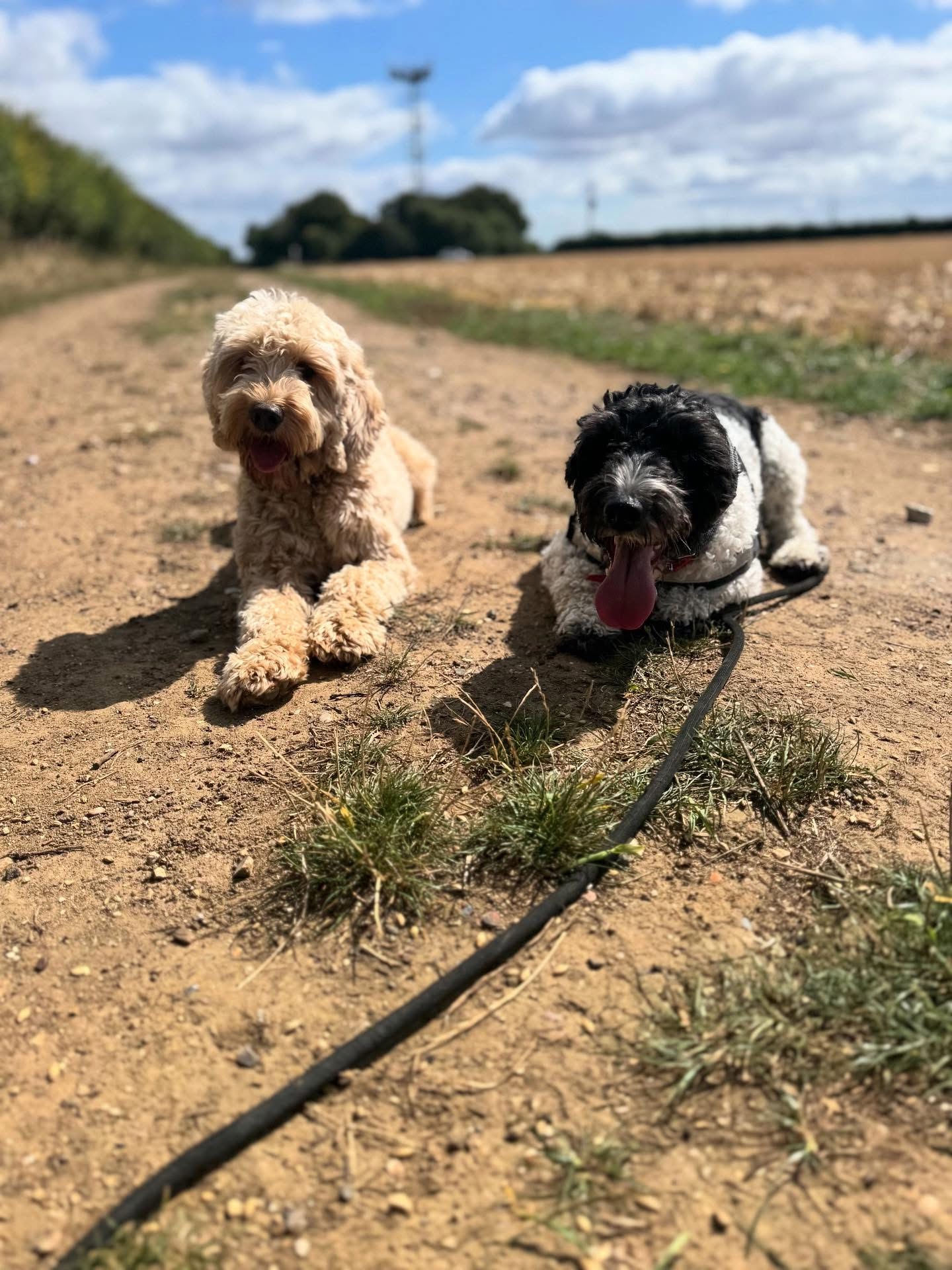 Dogs out with Wright's Dog Walking