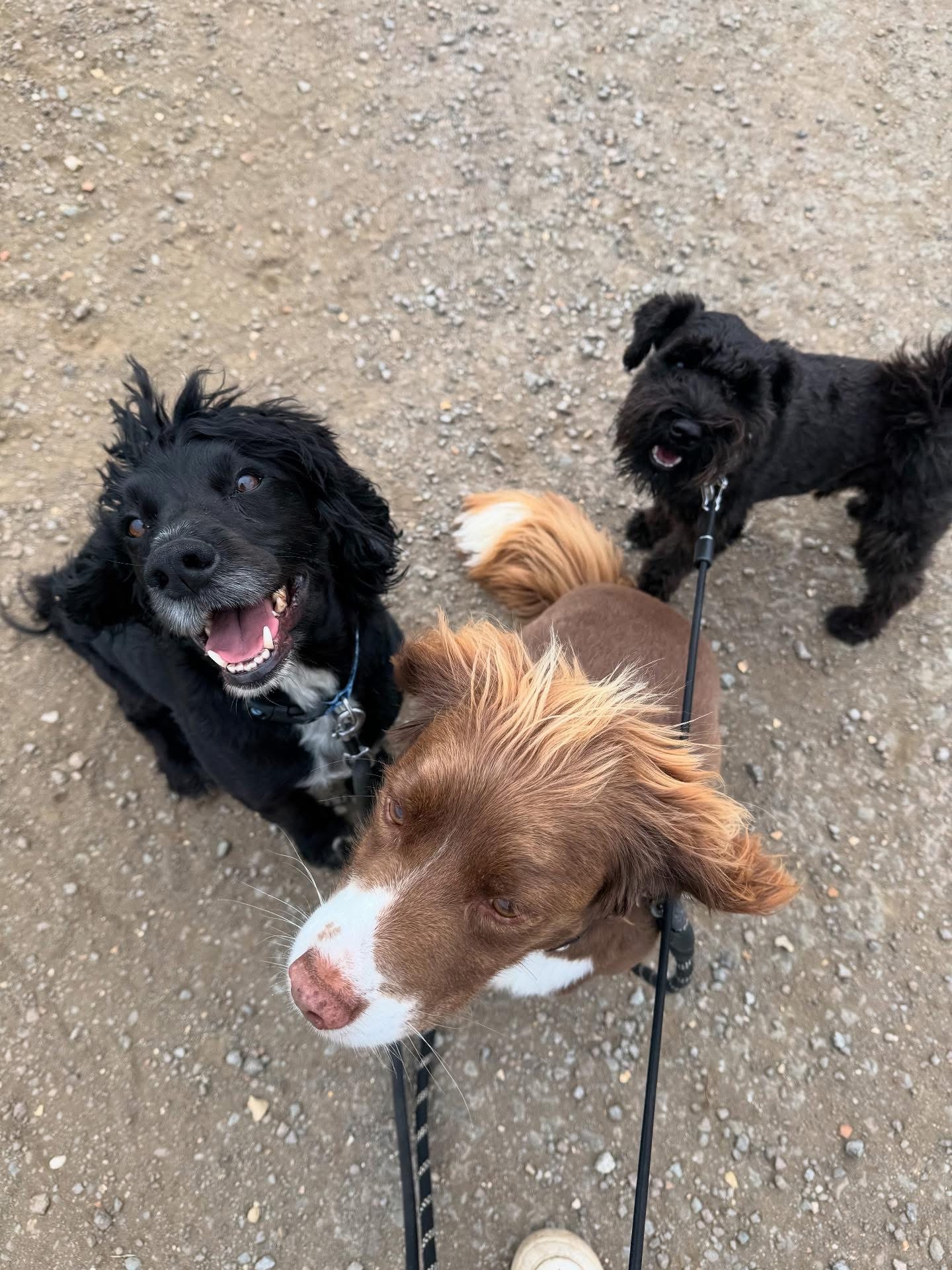 Dogs out with Wright's Dog Walking