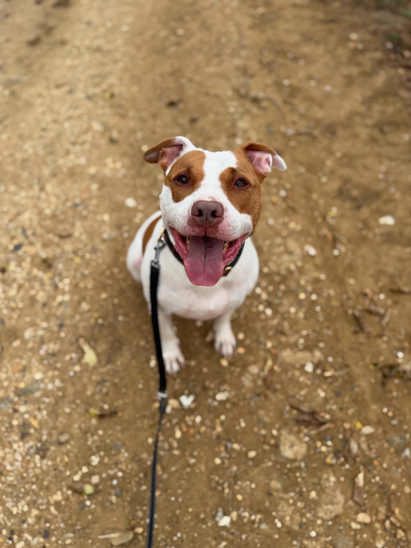 Dogs out with Wright's Dog Walking