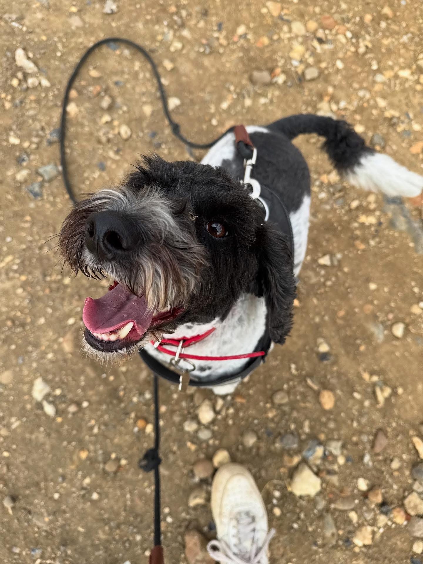 Dogs out with Wright's Dog Walking