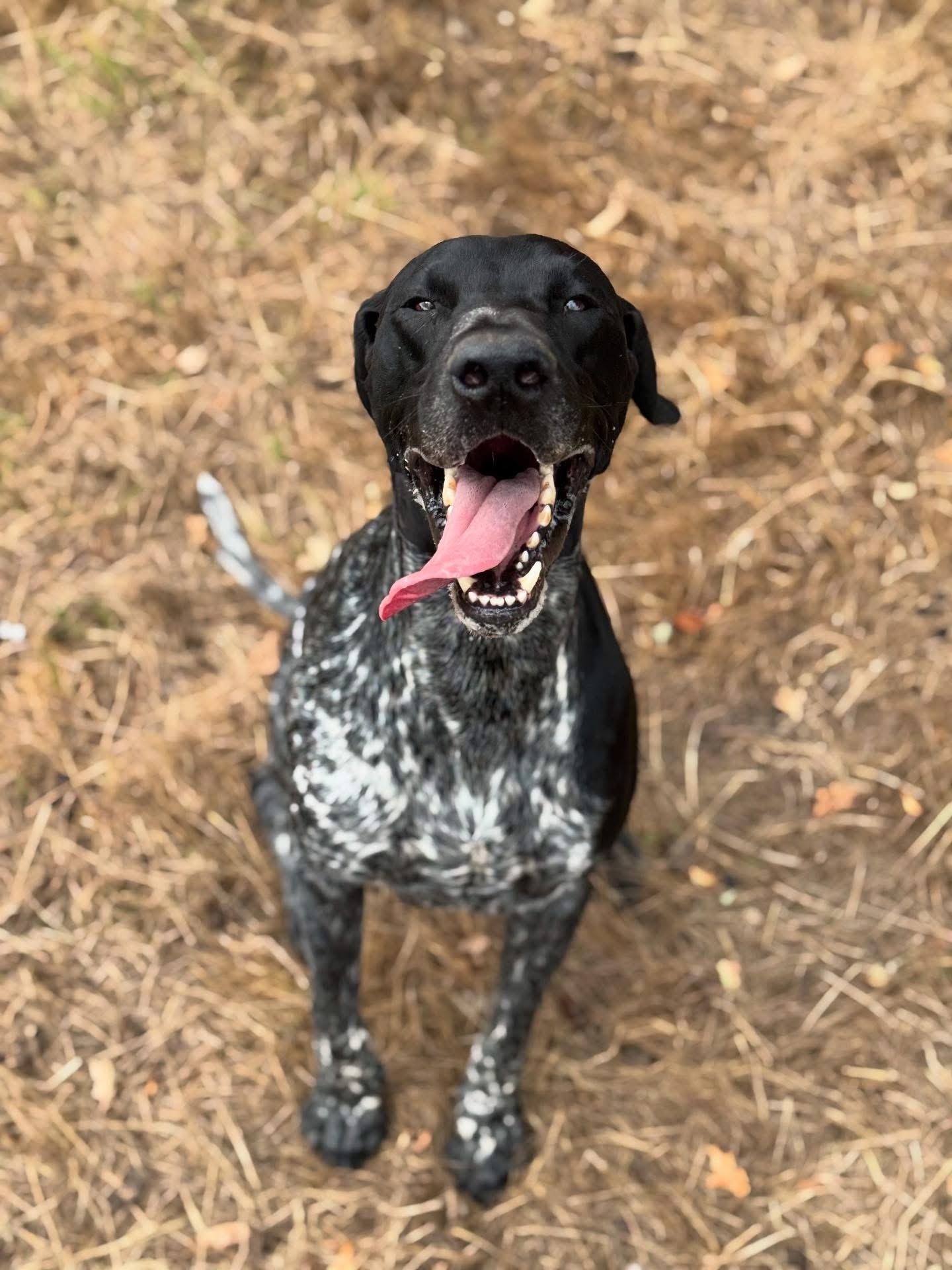 Dogs out with Wright's Dog Walking