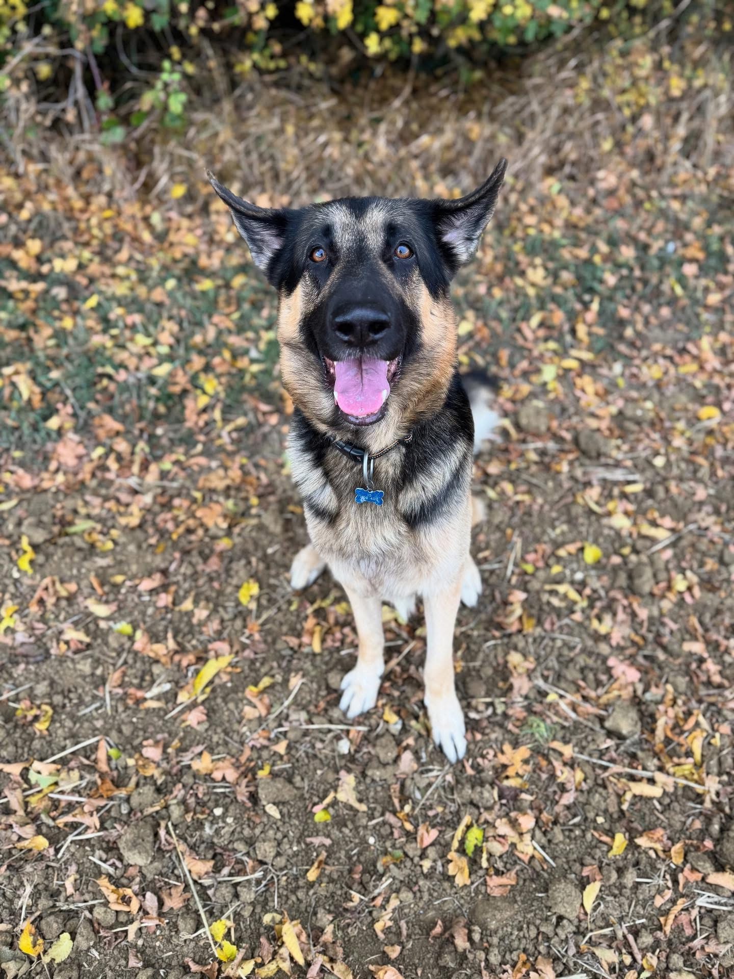 Dogs out with Wright's Dog Walking